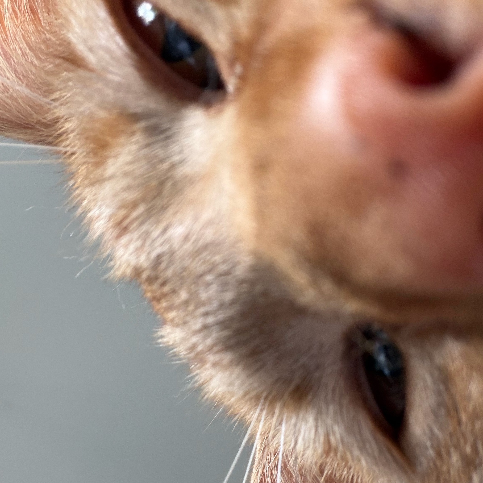 Archie Kibble