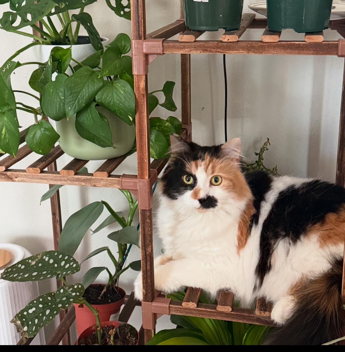 Many Paws Cat Rescue | Chesapeake VA