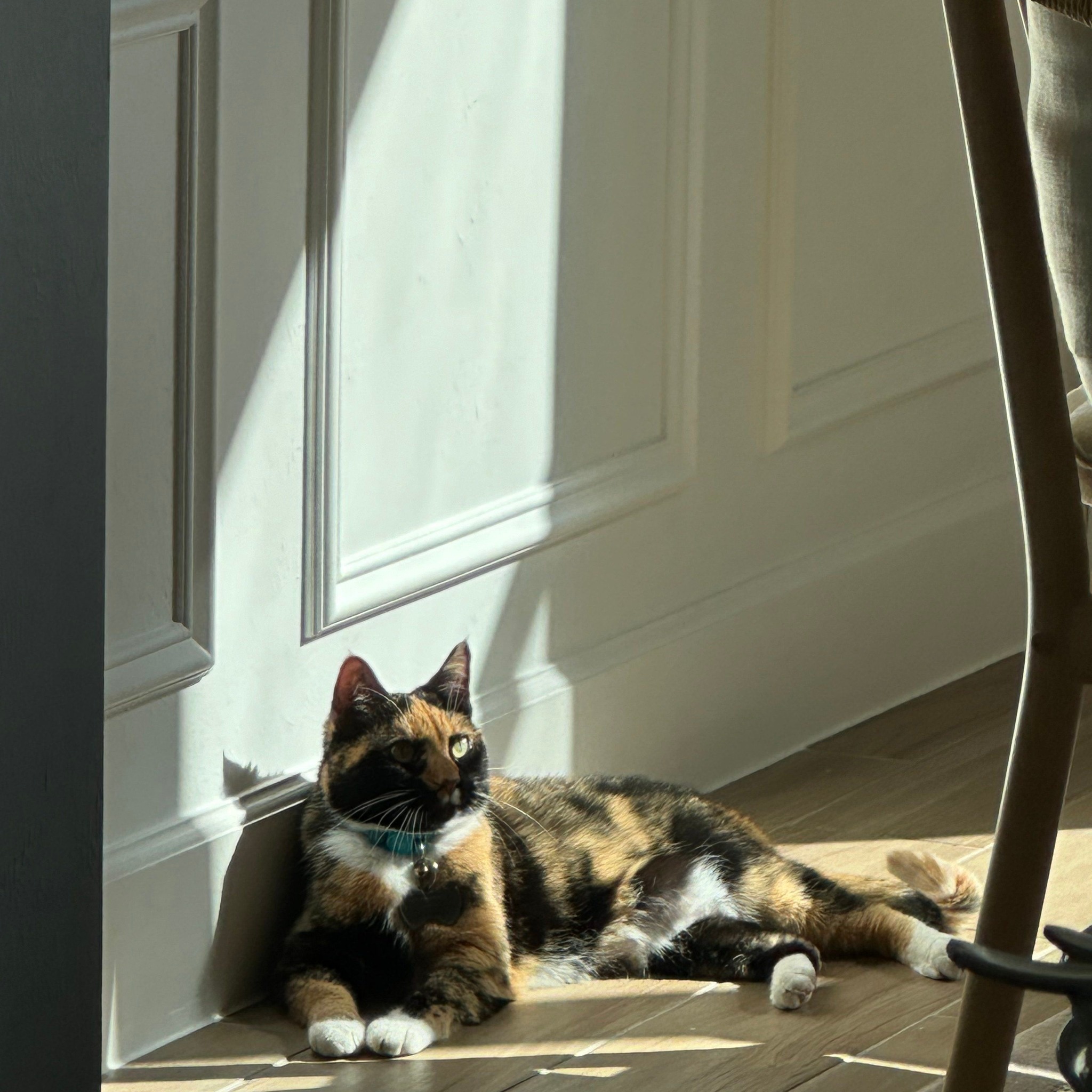 Cats aren't expressionless; they just speak a different language. While ...
