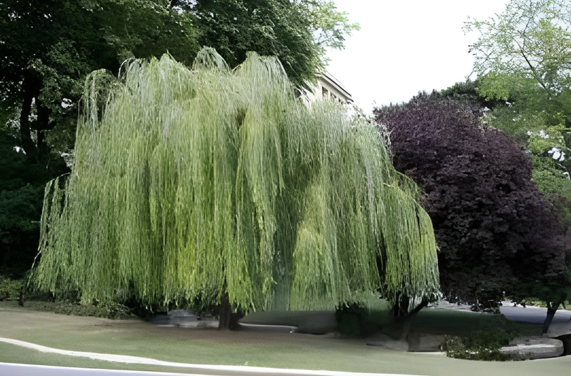 Under The Willow Tree Events | London