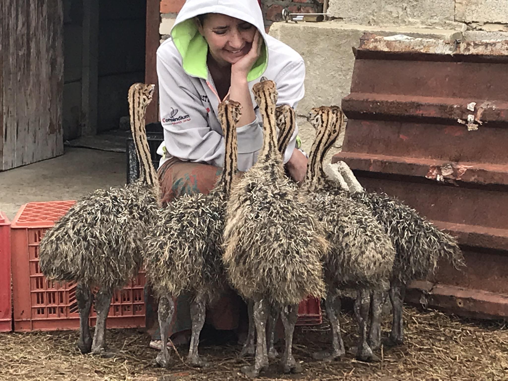 Intshe Ostrich Farm | Port Elizabeth