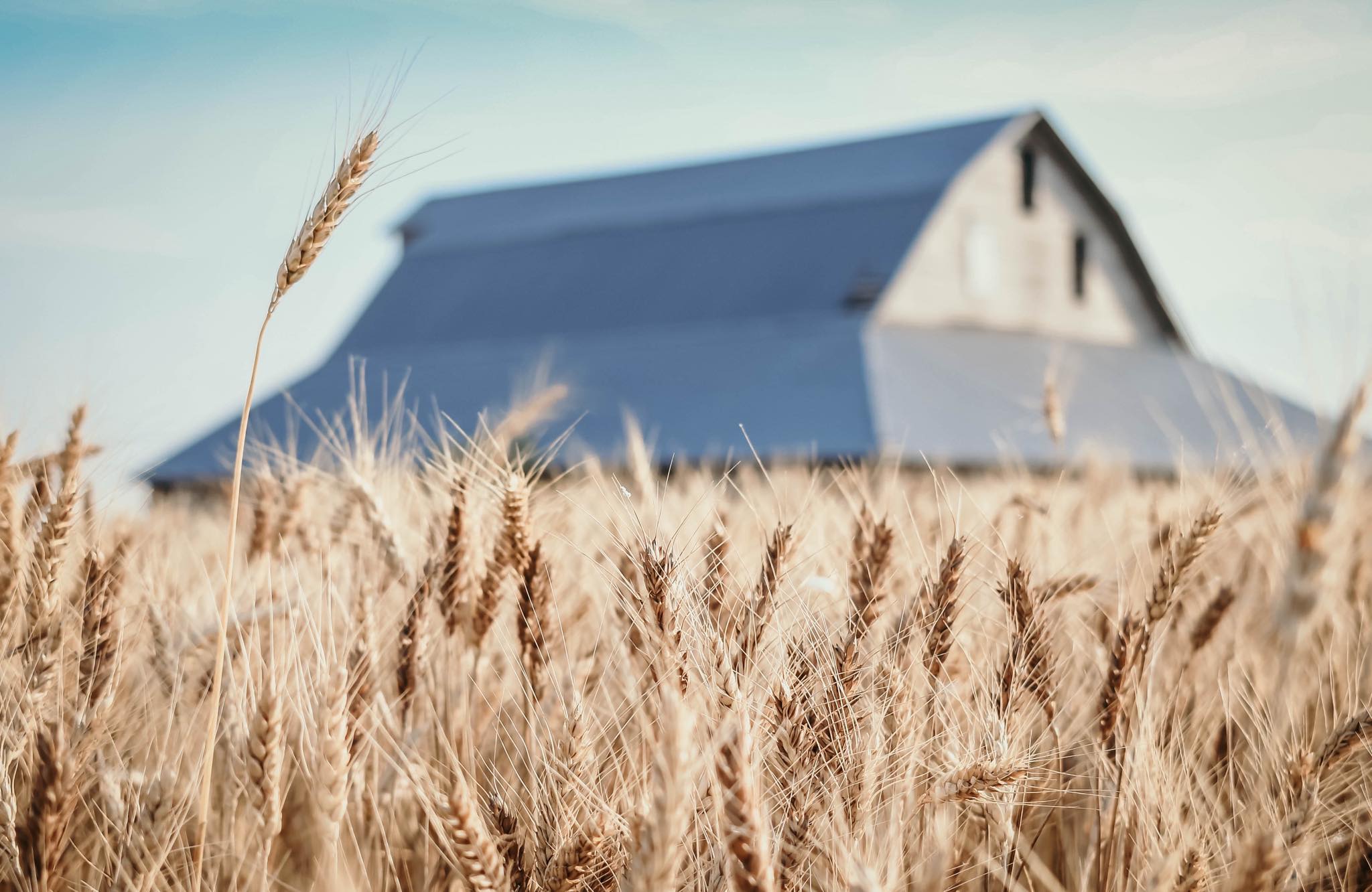 Life Between the Rows