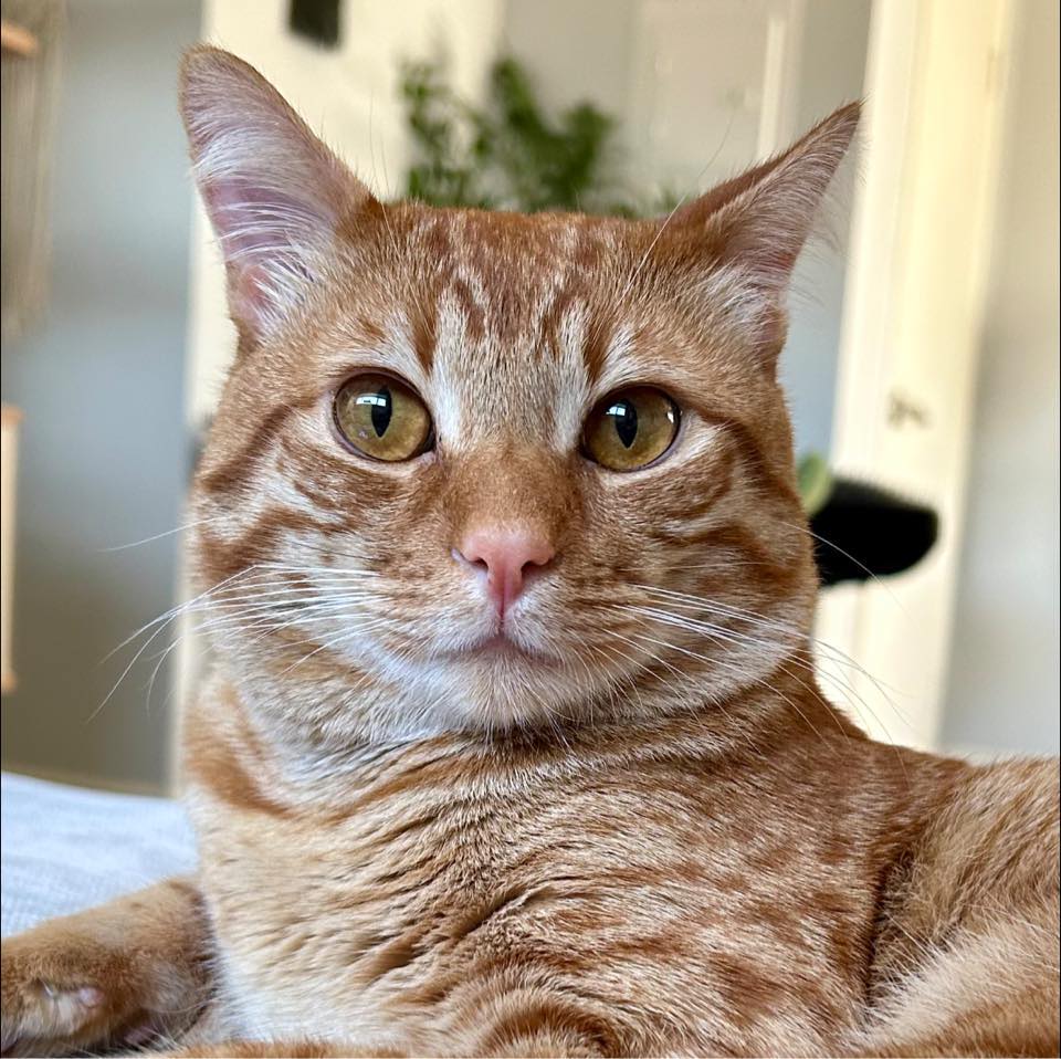 POV: your alarm clock has whiskers and no snooze button #catsofig # ...
