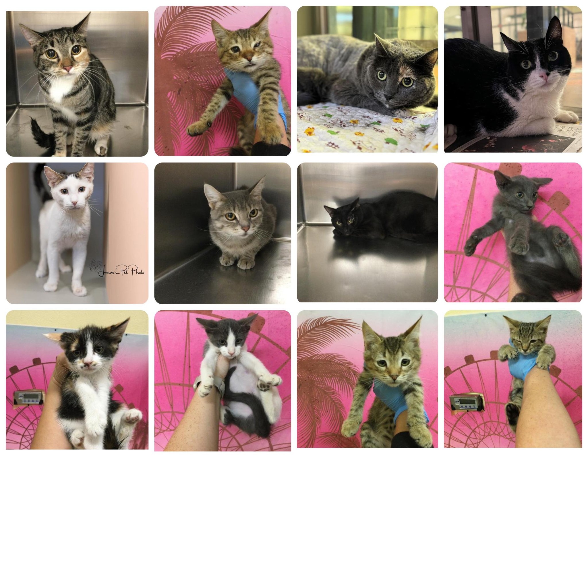 Coachella Valley Animal Shelter Cat Network | Thousand Palms CA