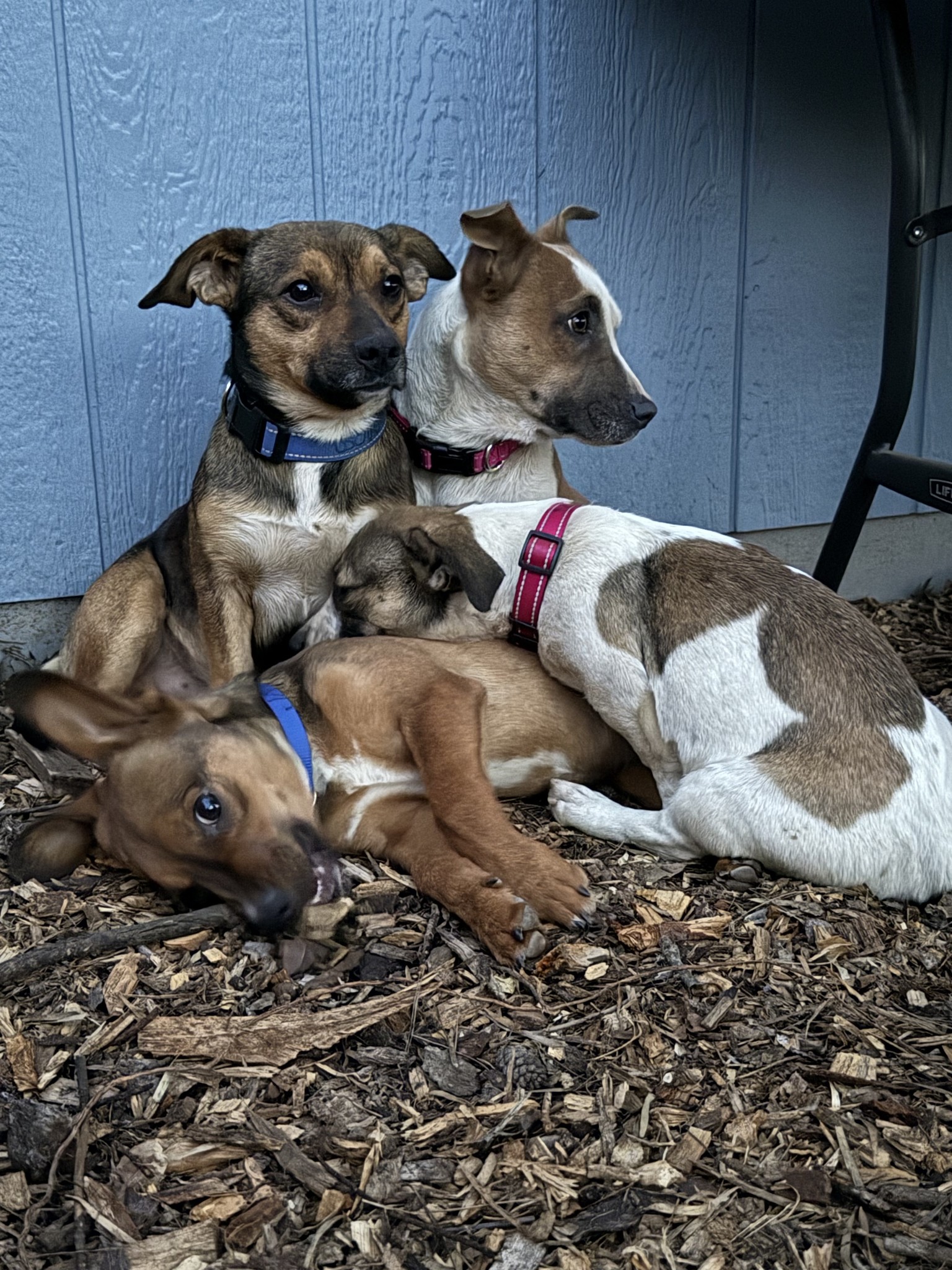 April Star Adoption Foundation