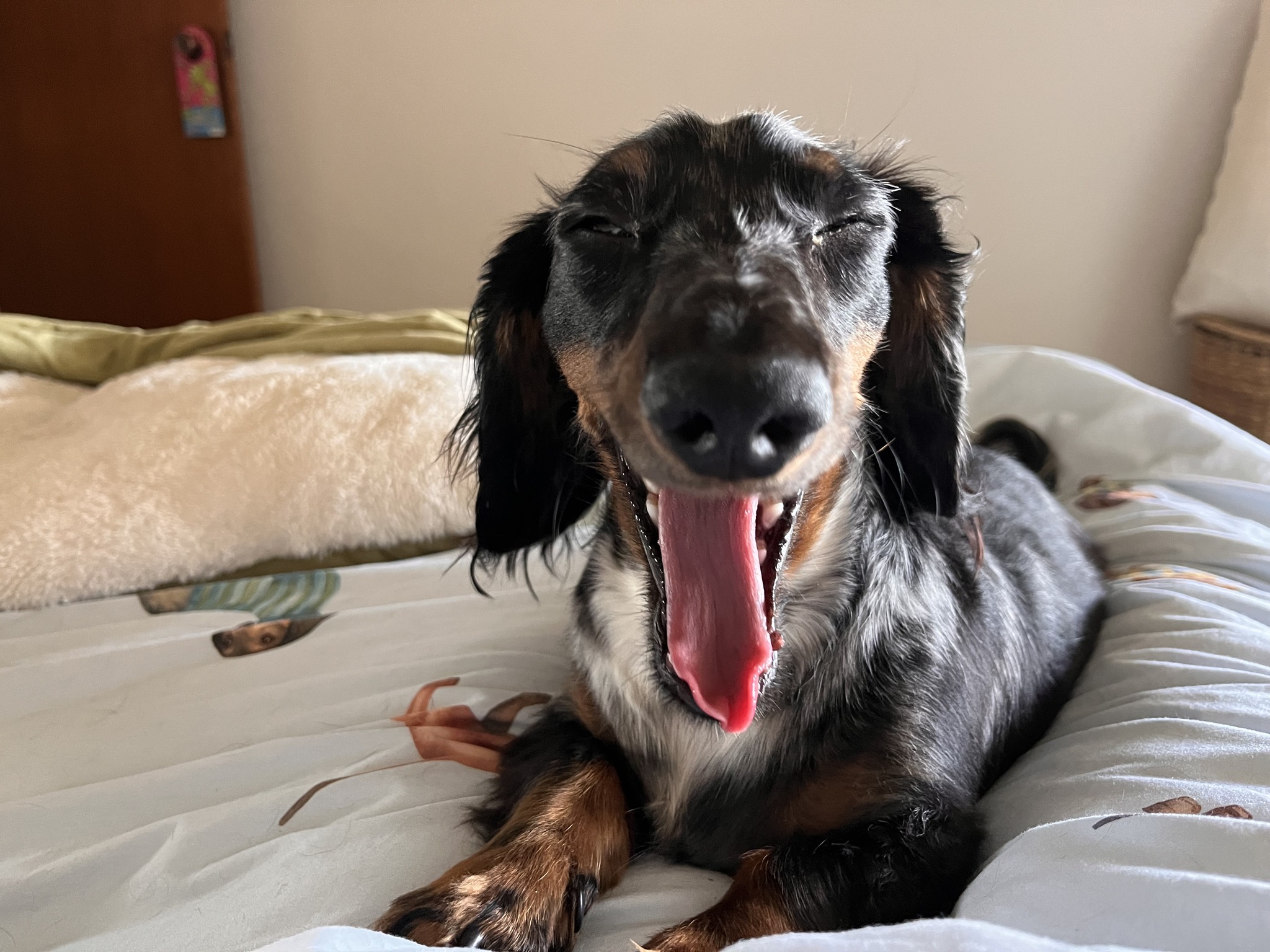 Hi folks I am home from doggy daycare!! After mum cleaned up my toys I ...