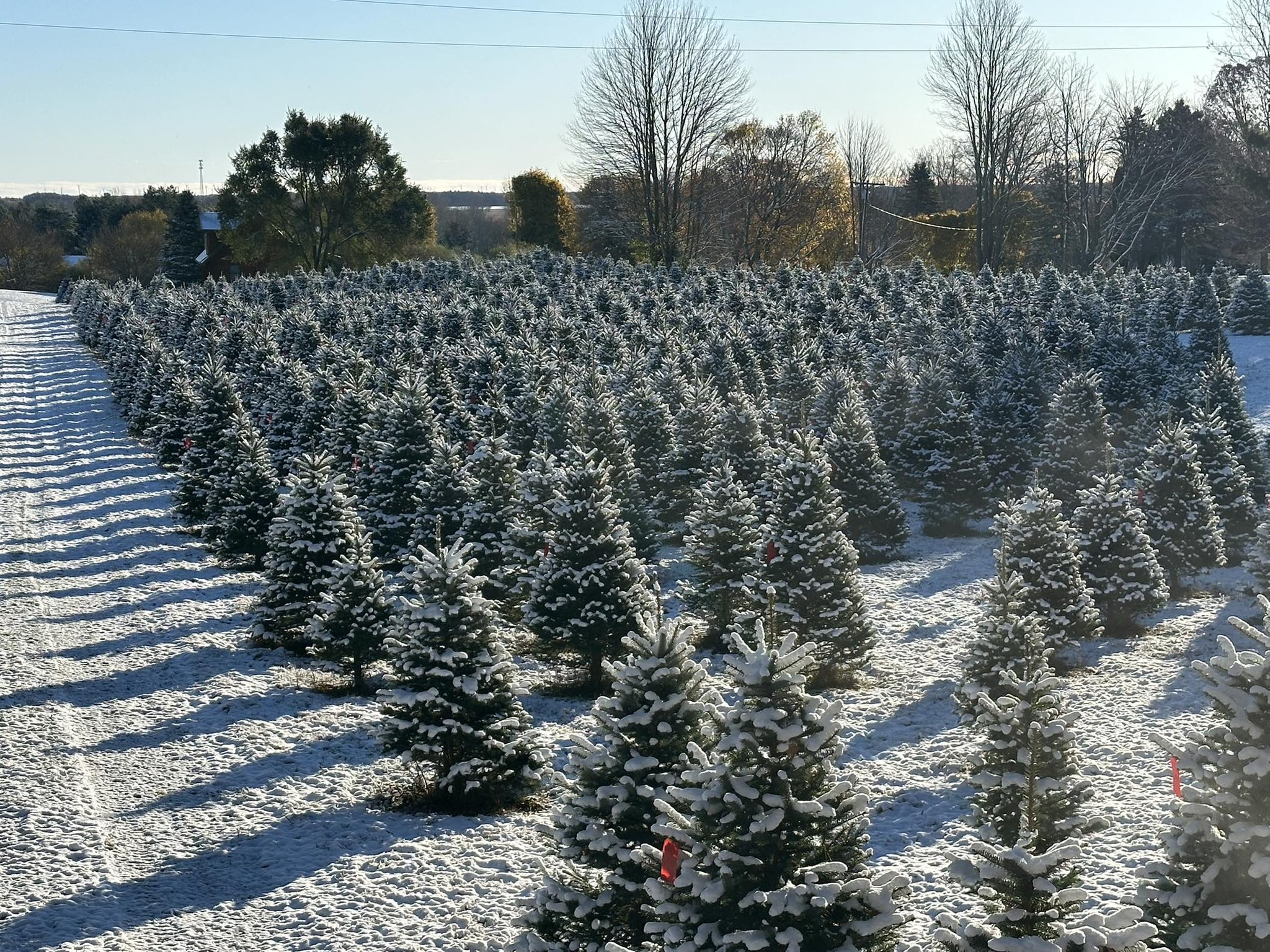 Blissful Acres Christmas Tree Farm | Elwell MI