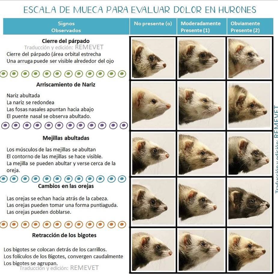 #infohuronil Escala de... - Minivet - Veterinaria y Petshop | Facebook