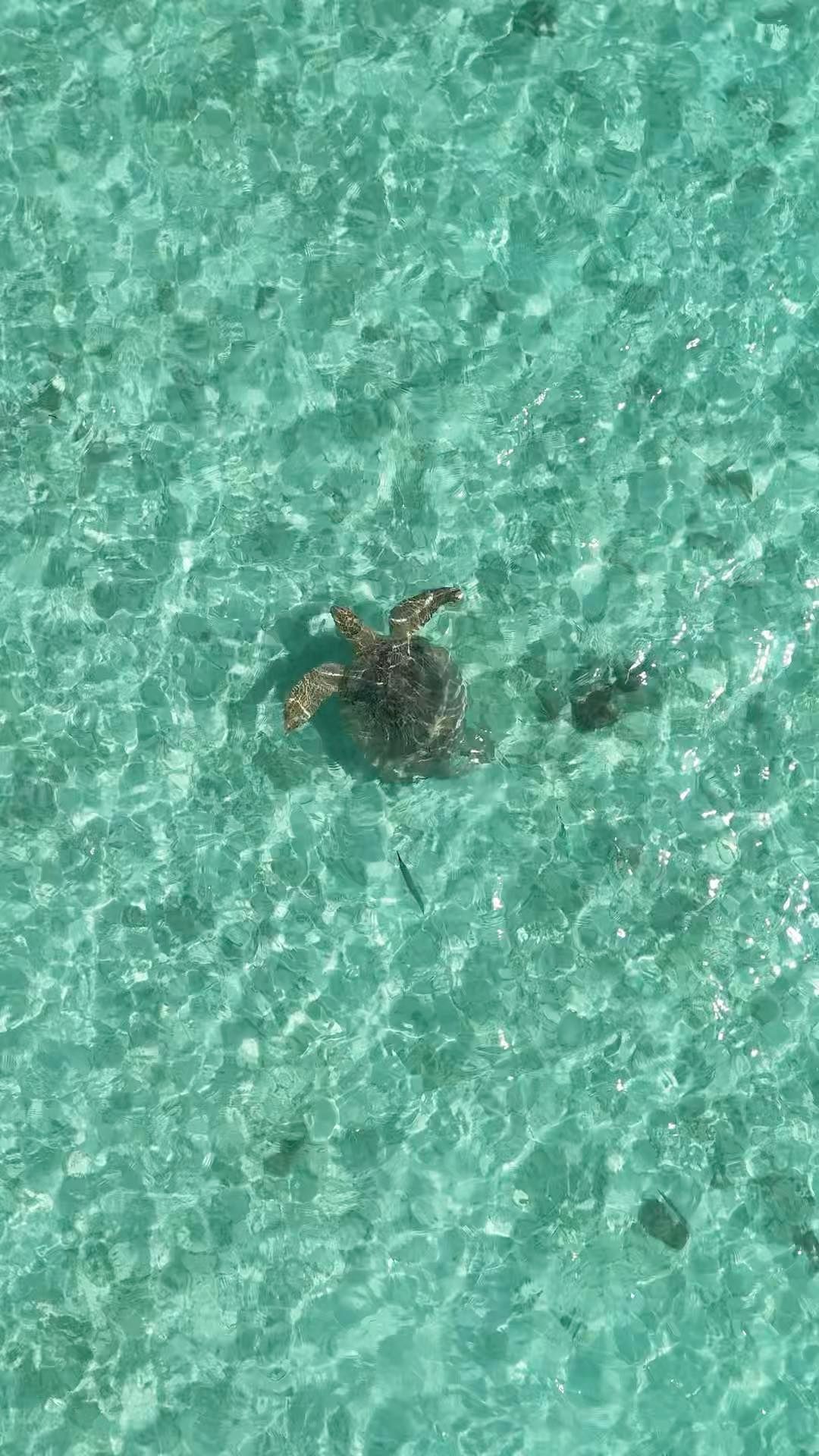 Turtle Seaweed | Semporna
