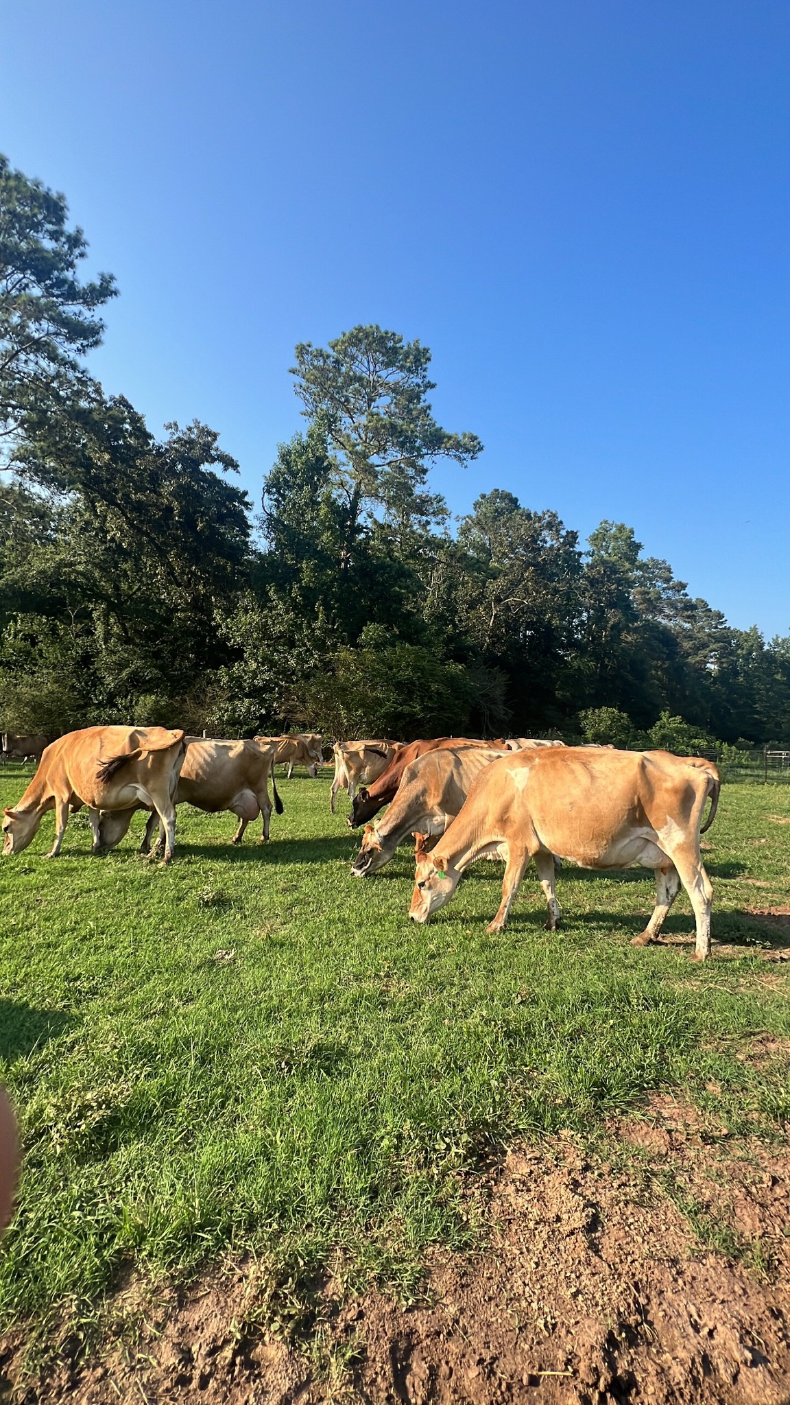 Sweet Dairy Family Farm | McDonough GA