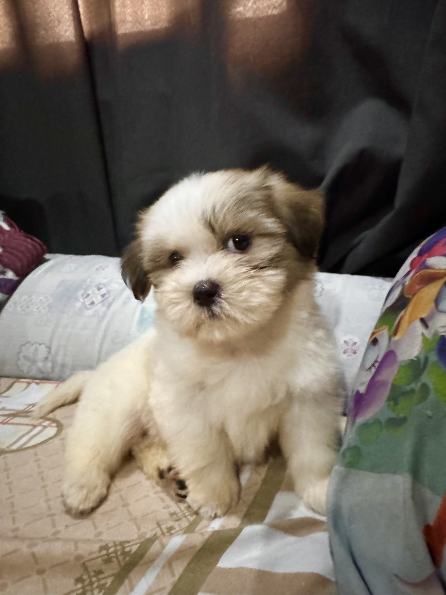 E paanu po kasi, wala nga akong laruan..tsinelas nga lang meron! 🐶 #dog ...