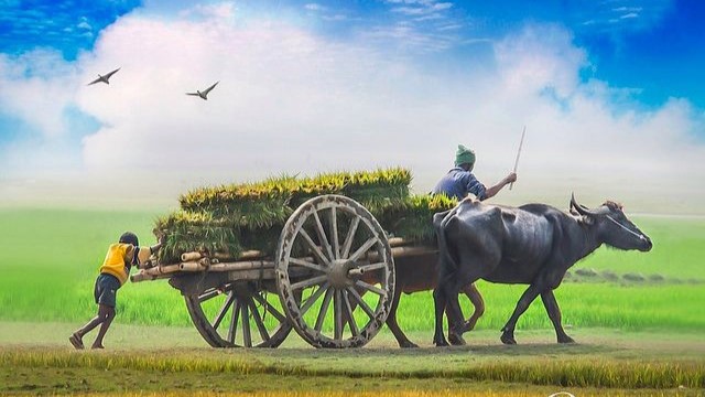 Chak No. 85 RB. Dalla Chanda Singh | Shahkot