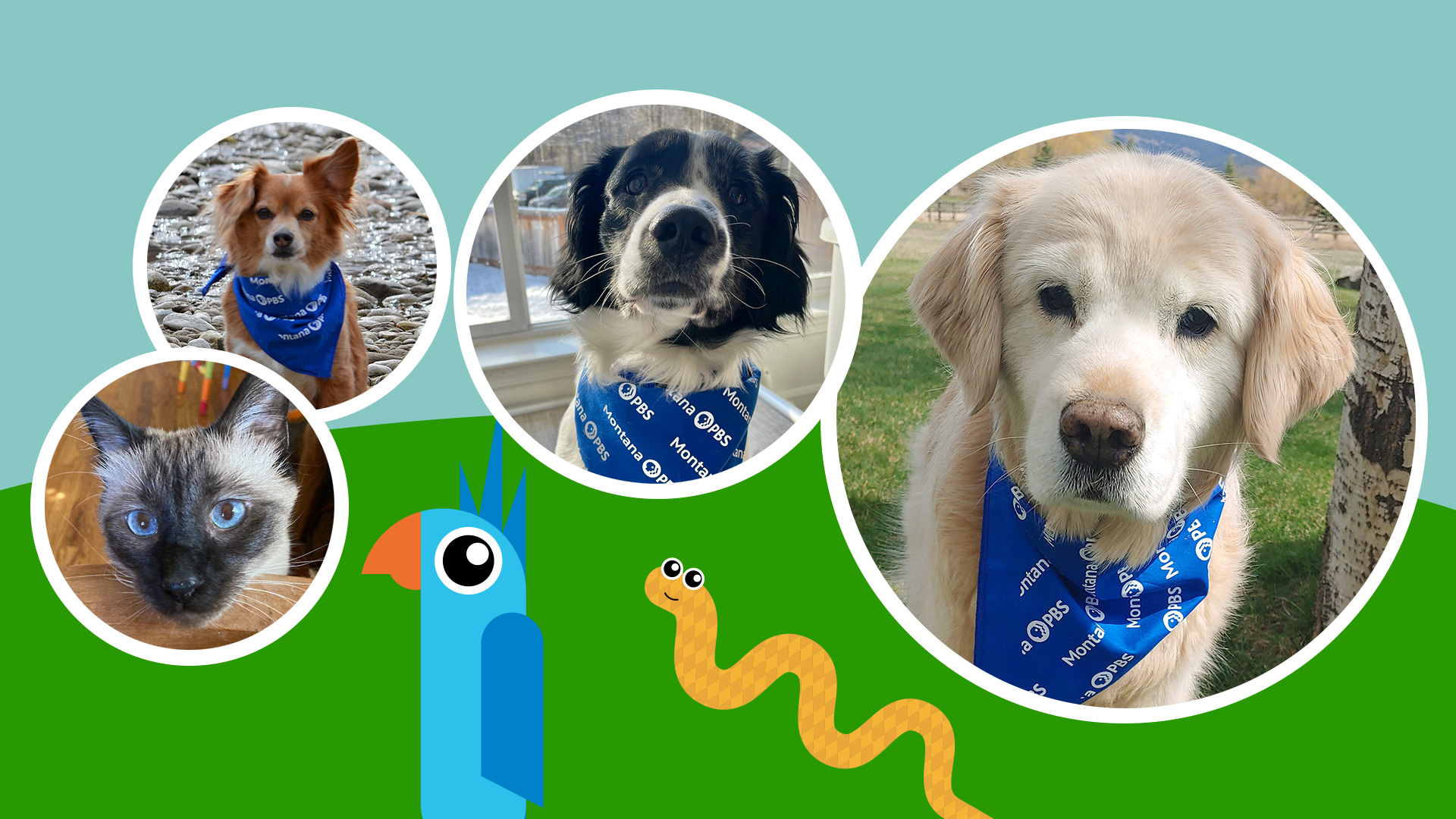 Montana PBS Pets Club