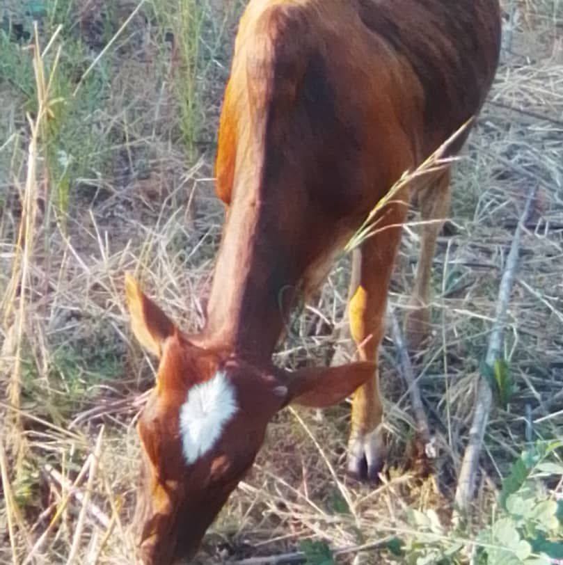 Angoni Breeders