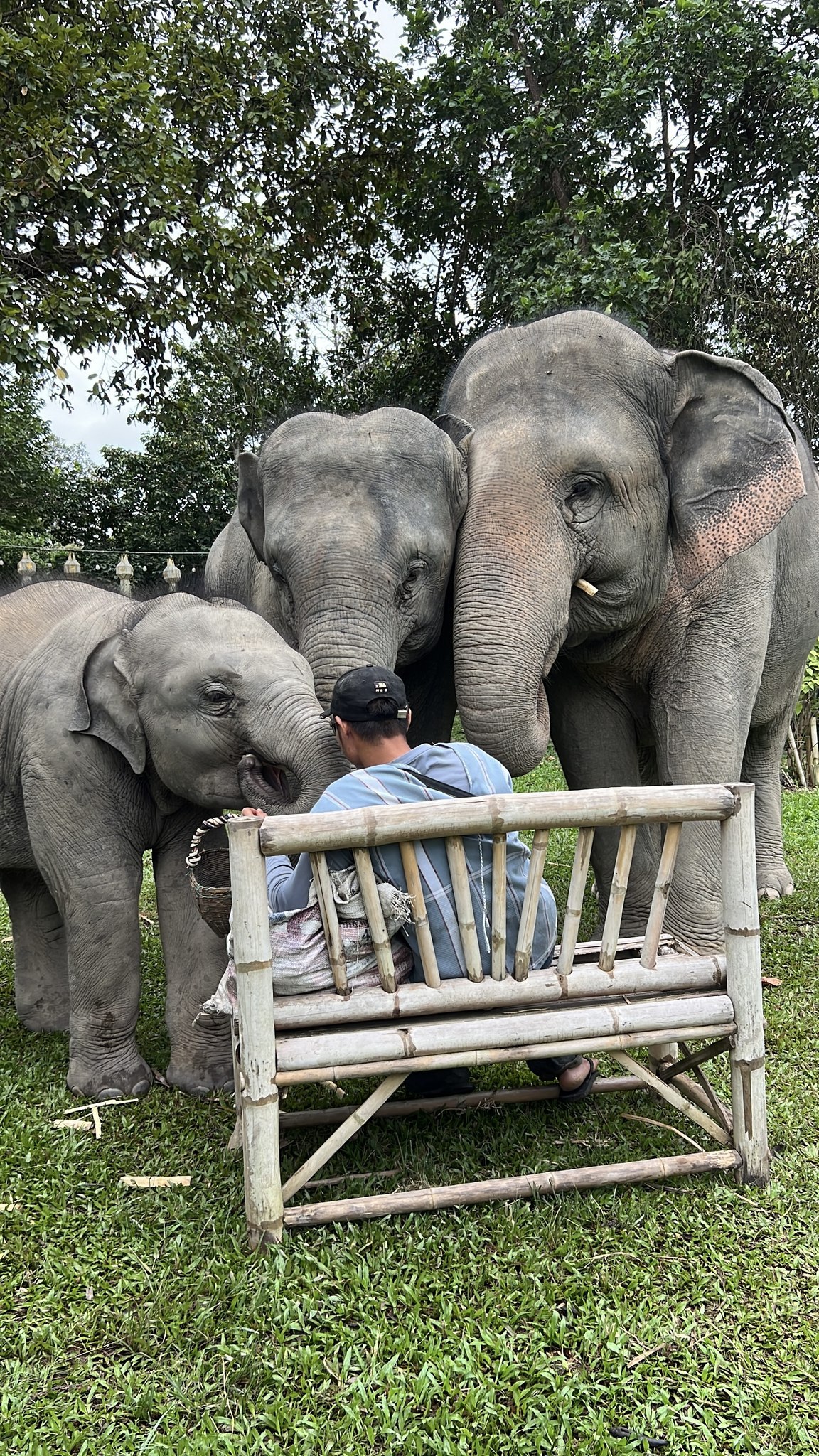 Bamboo is too playful, curious, and funny! #elephant #animals # ...