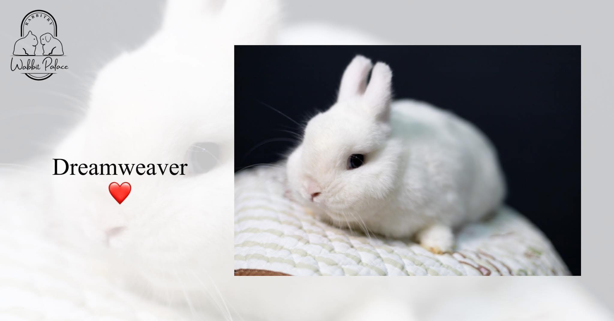 Gladys Junior Rabbit Specialist - Cotton Tail Batu Kawa Kuching