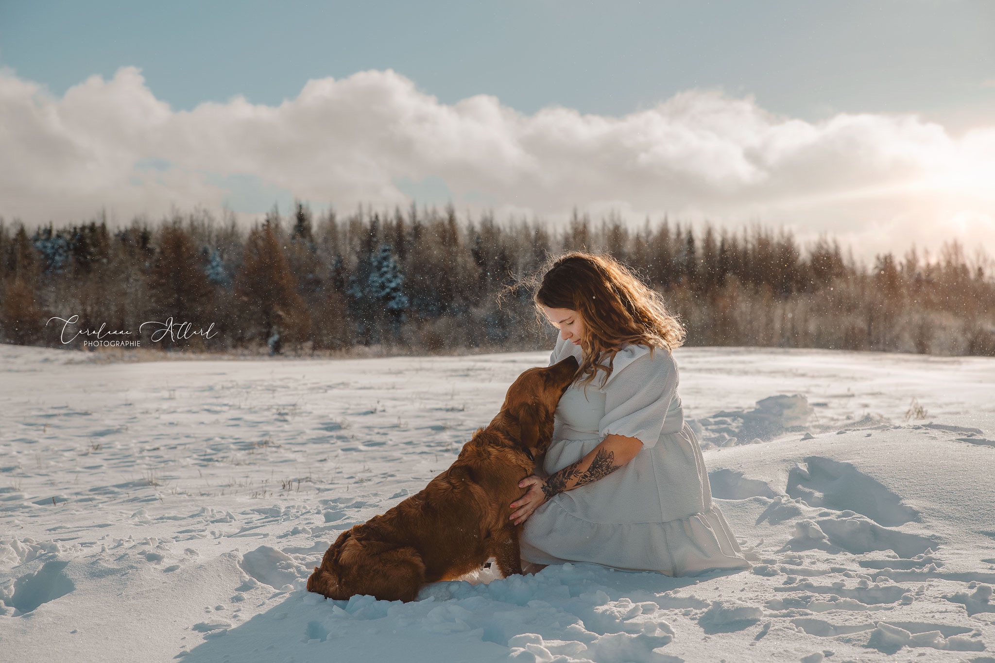 Élevage DuPhoenyx - Golden retriever roux enregistré au CCC