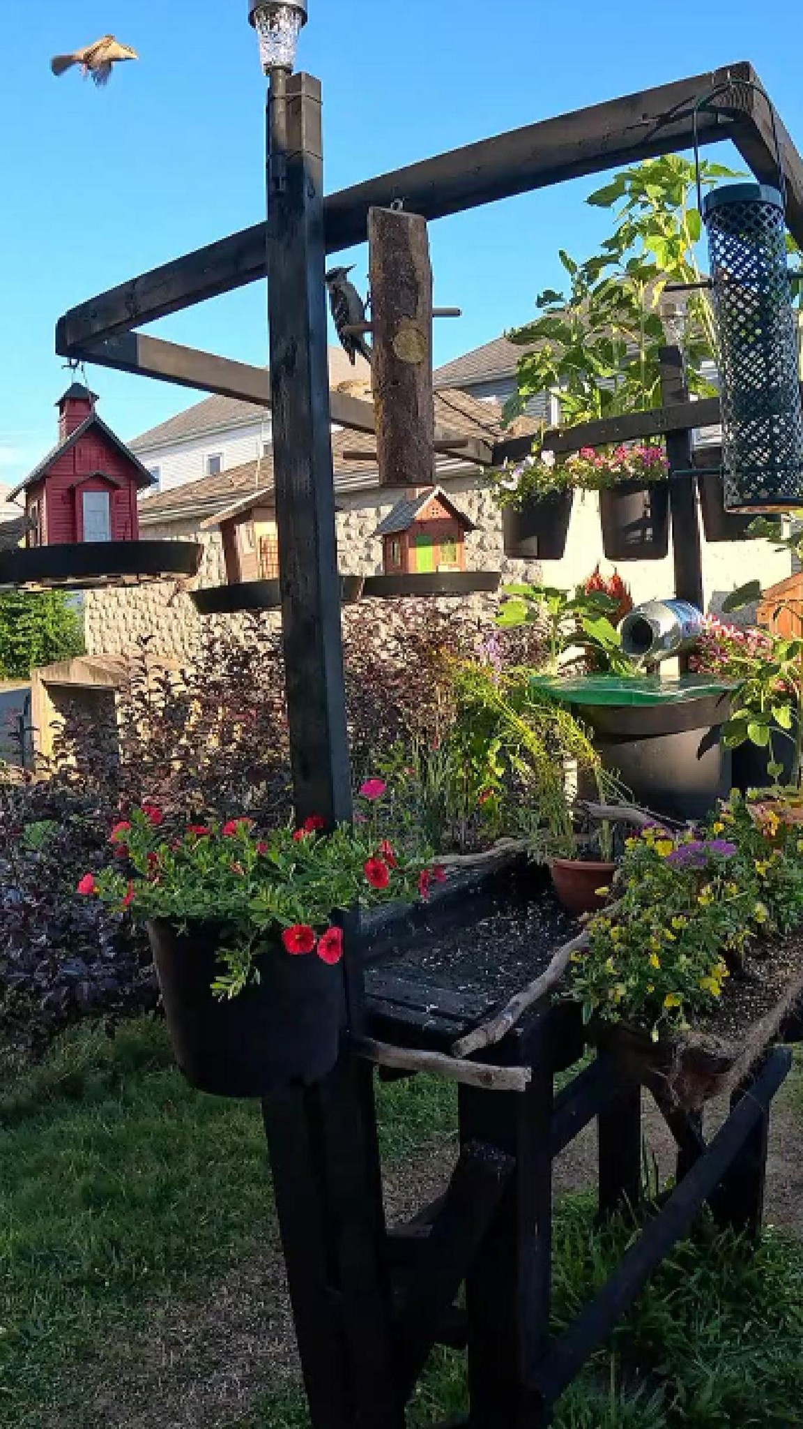 Backyard Bird Buffet