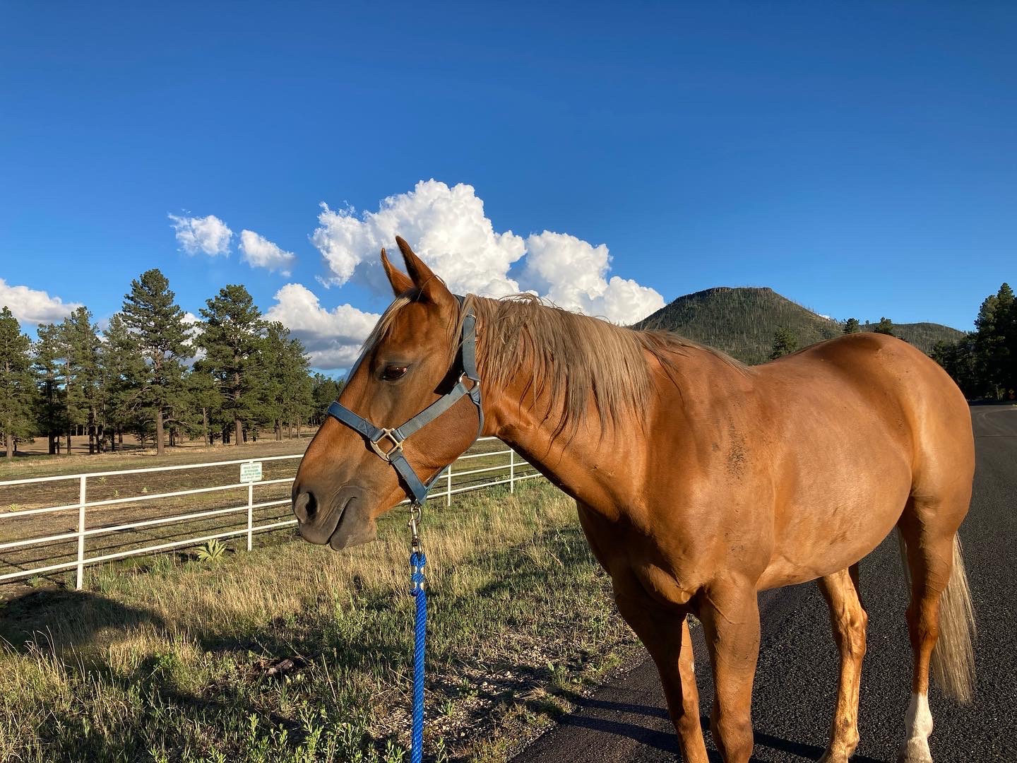 WildFire Ranch Arena | Alpine AZ