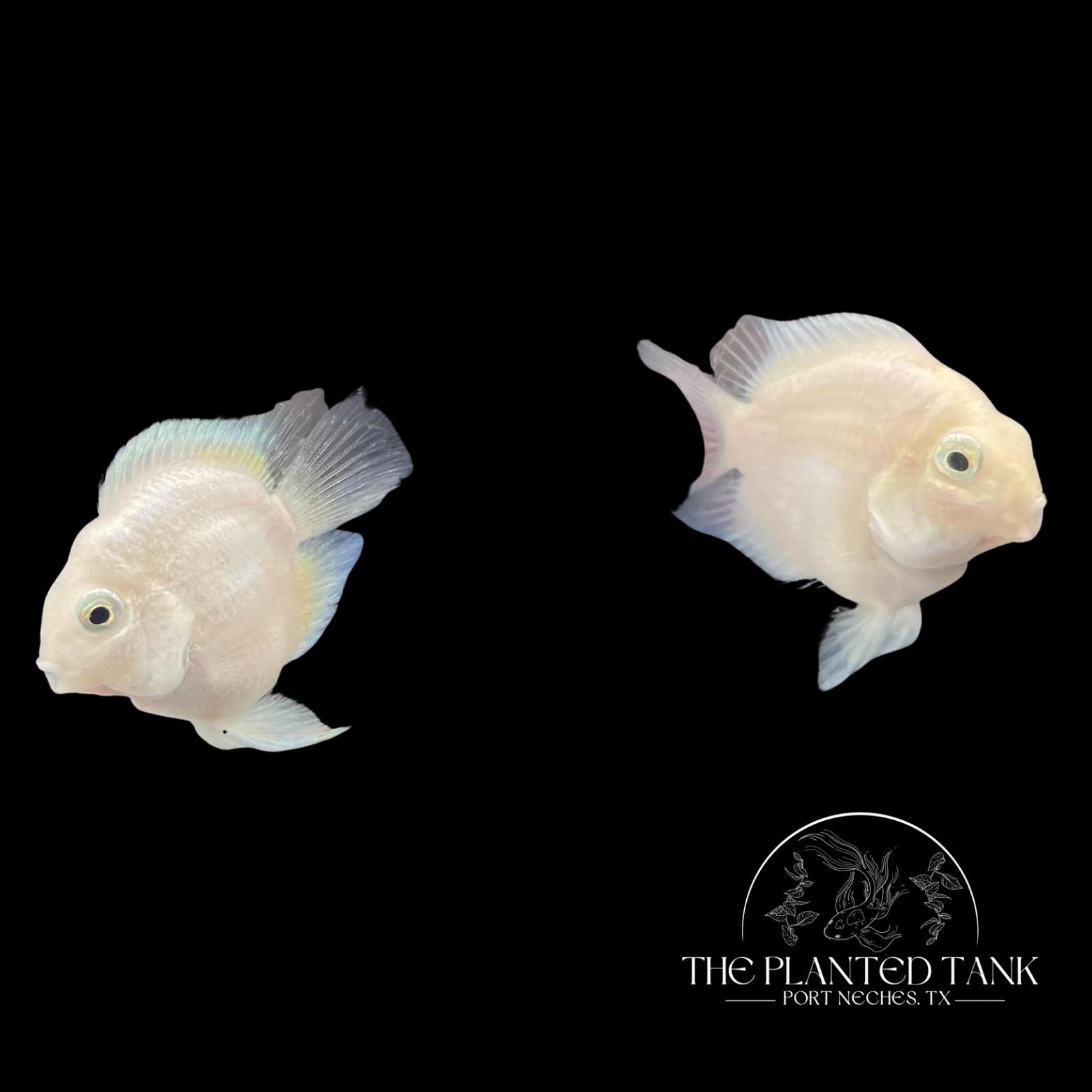 ADAよりパウチパックで新登場のBIOみずくさの森 『エキノドルス