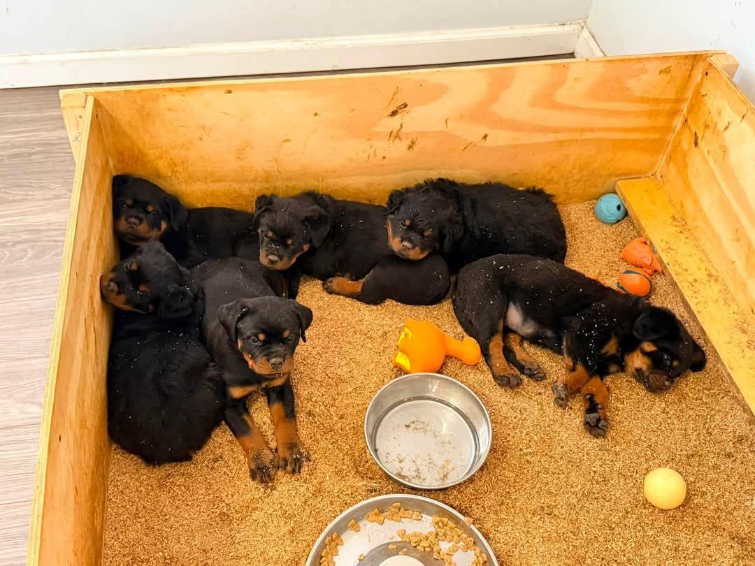 Rottweiler puppies for adoption | Is she full Rottweiler | Facebook