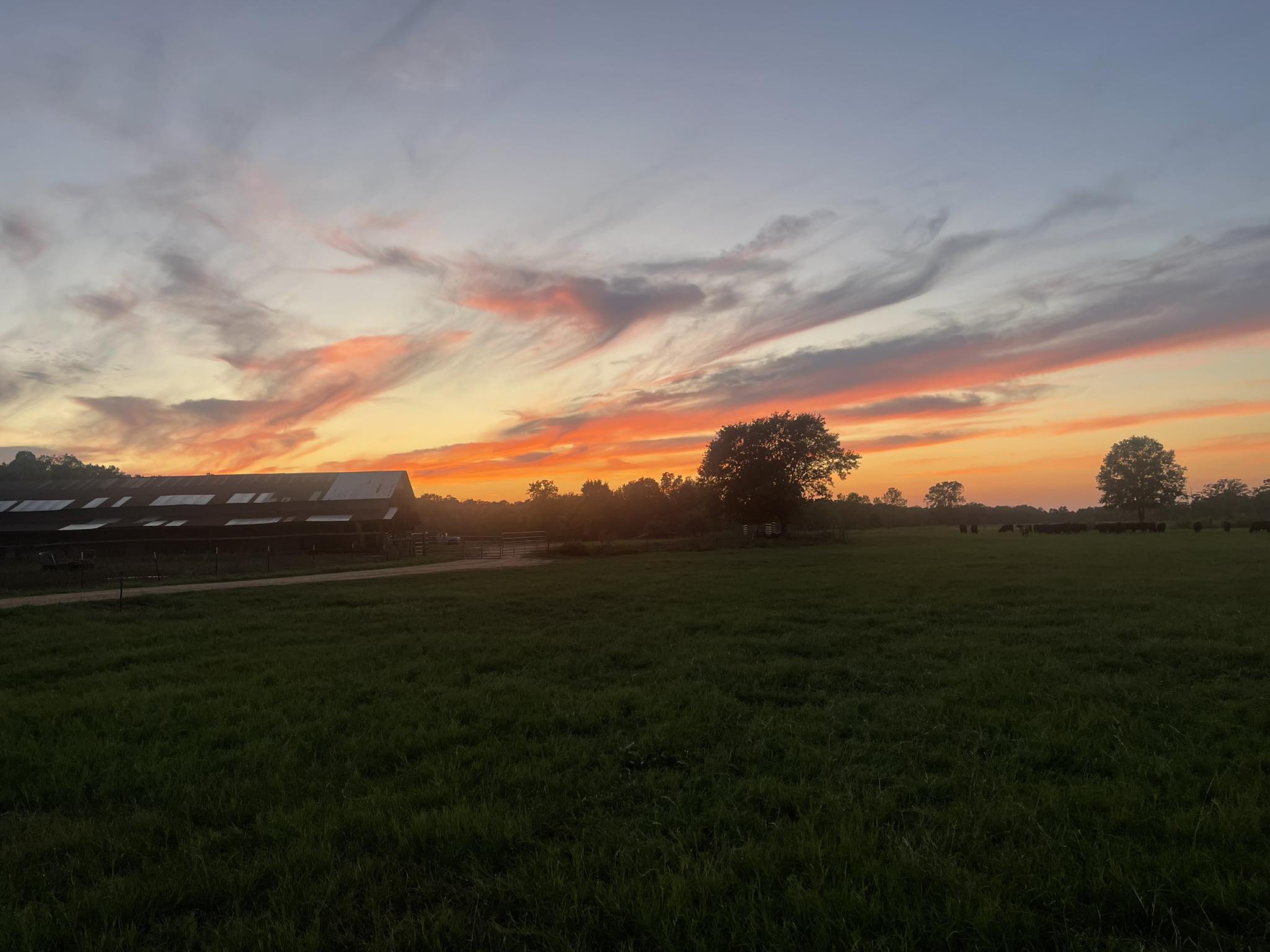 Butler Cattle Company | Colfax LA