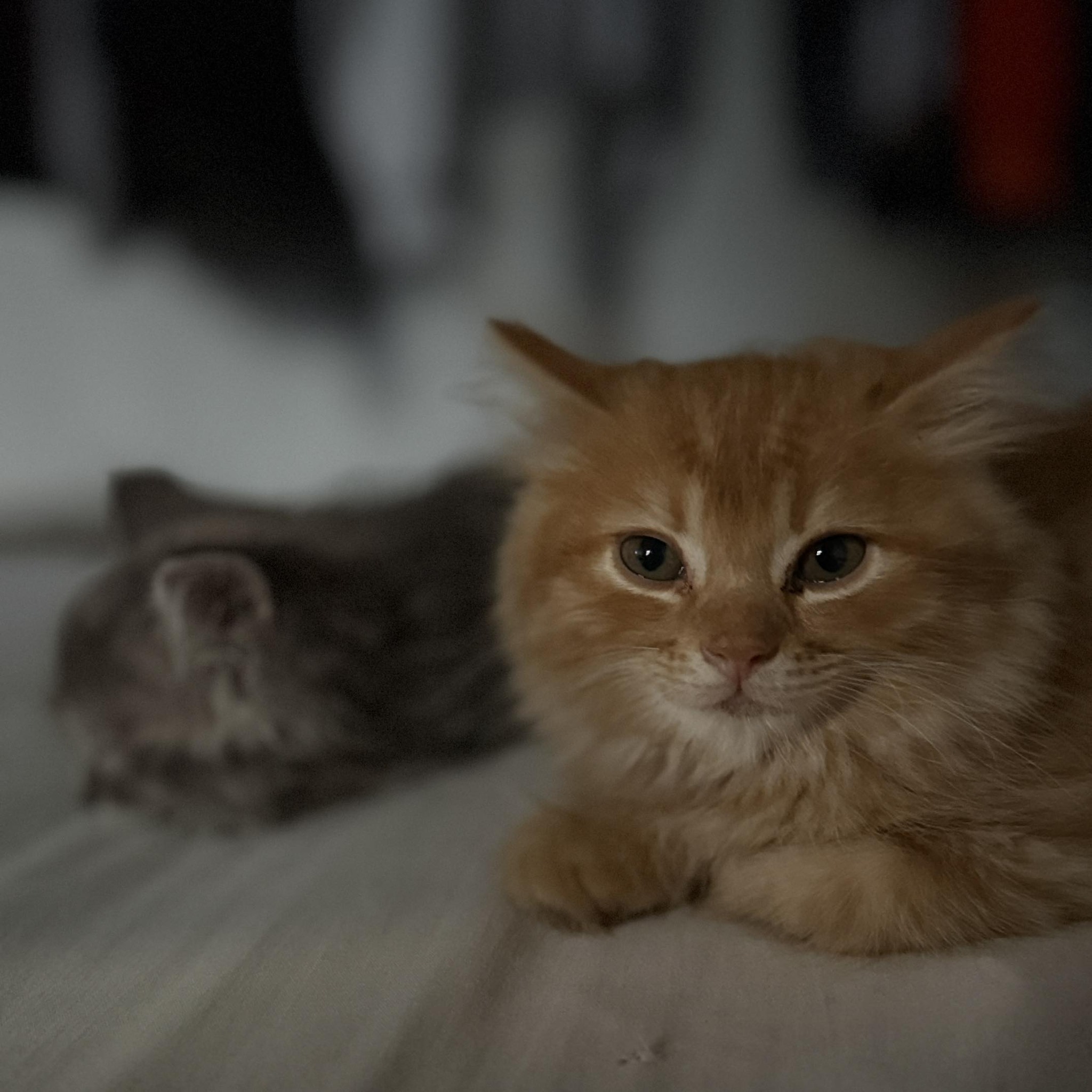 7 things your cat probably thinks about you… 🐱🧠 1. “You’re my giant ...