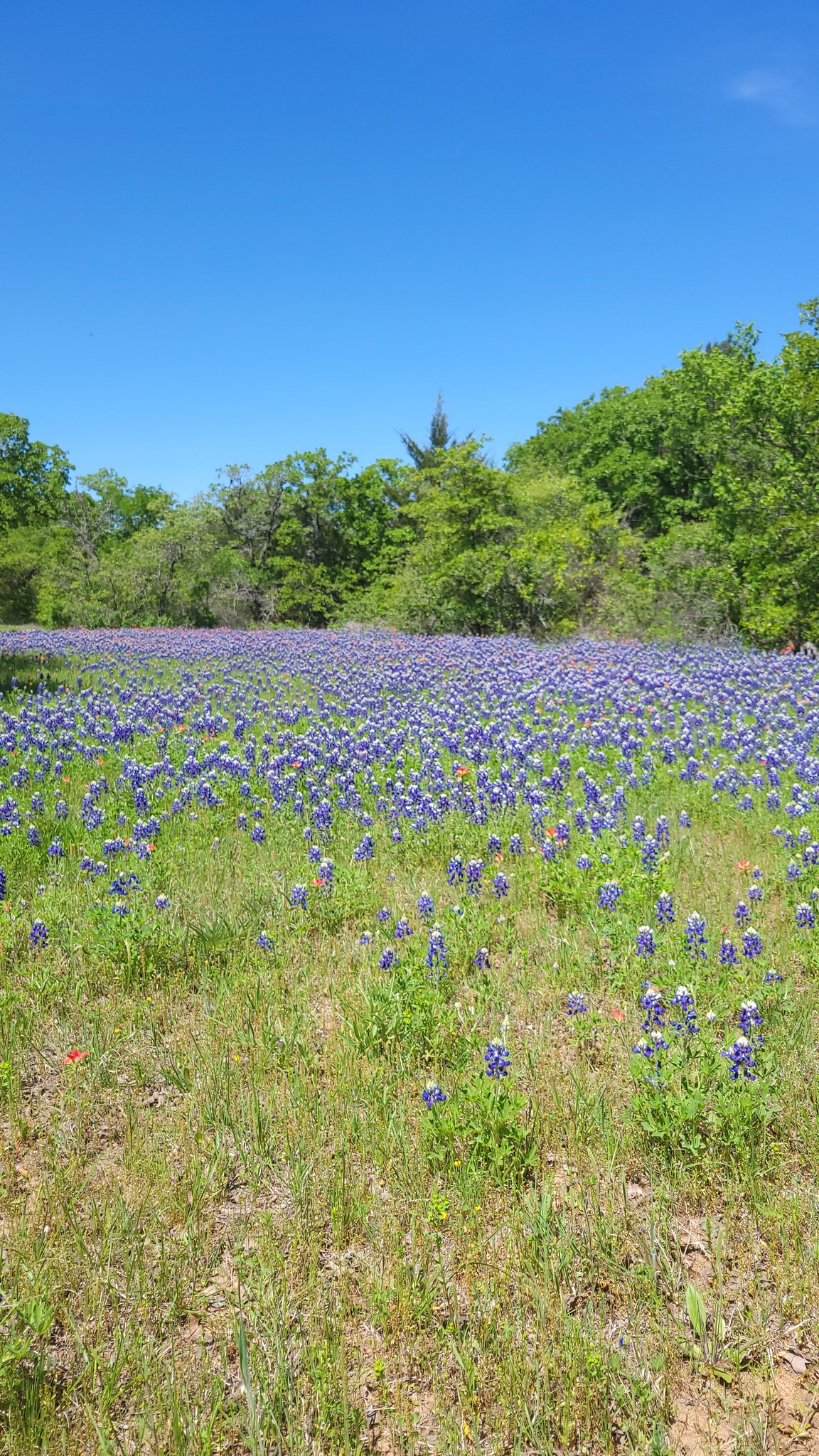 Texas Native Designs | Fort Worth TX