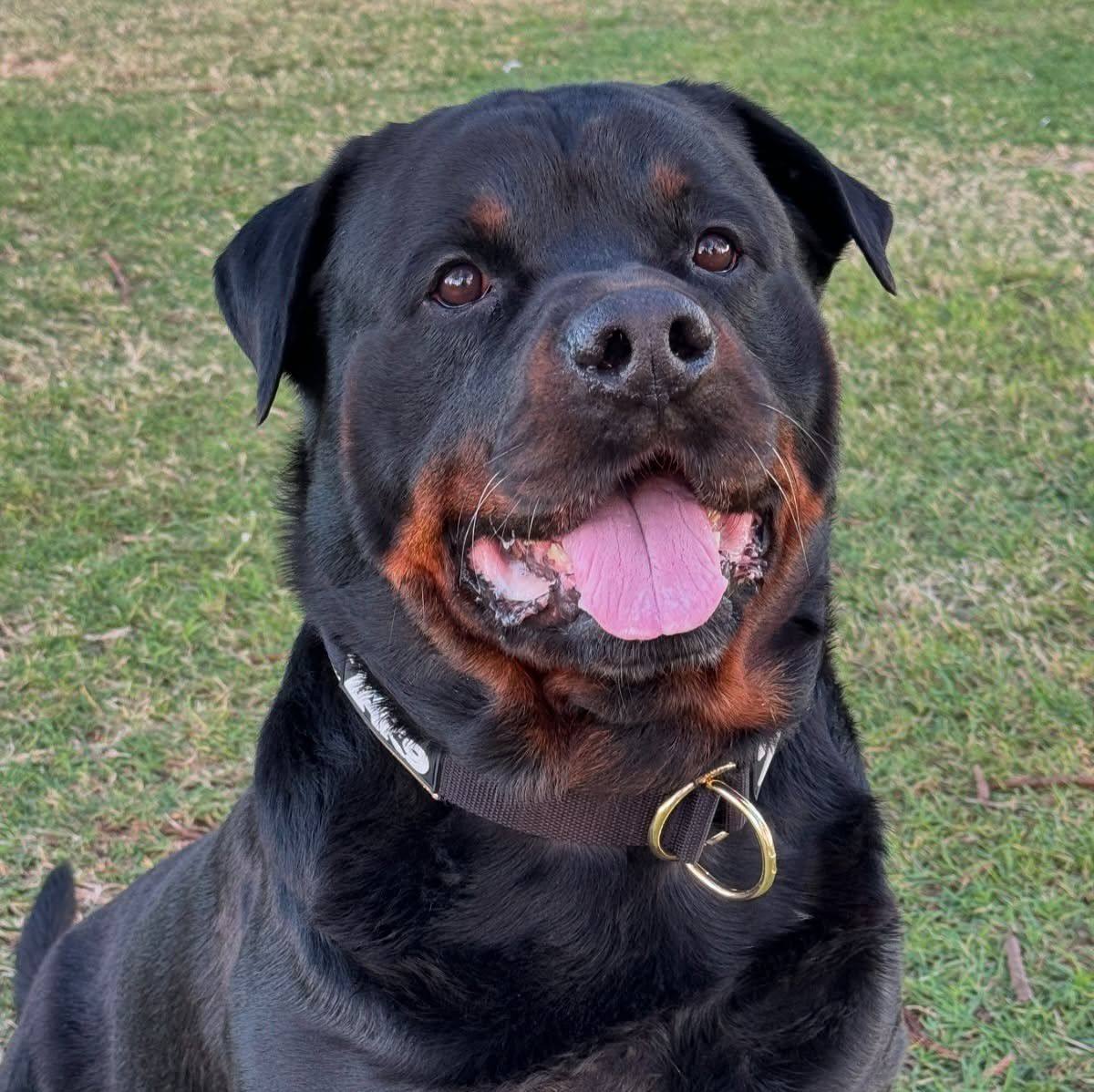 This for fun AI video 🤣 : #rottweiler #dogsofinstagram #dog #dogs # ...
