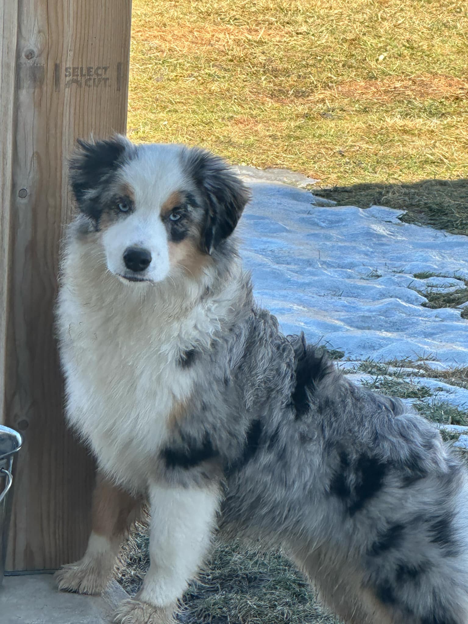 Renaissance Farms Mini Aussies and MAS