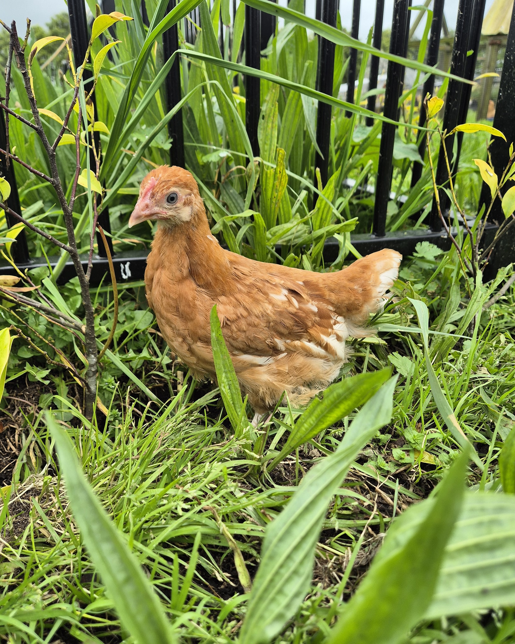 Hamilton - Hy-Line Pullets Available Now! 🐤 We’ve got Hy-Line pullets ...