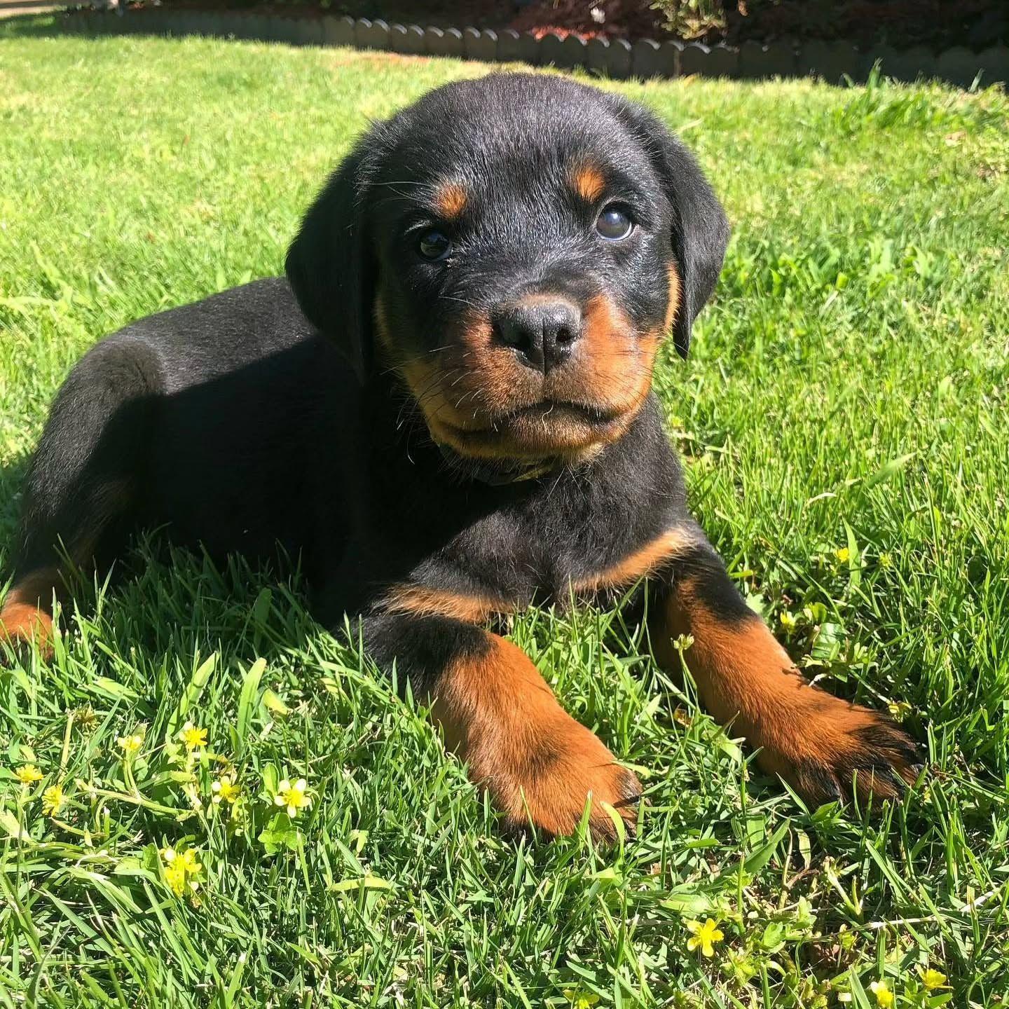 #Rottweiler #RottweilerPuppy #RottweilerPuppies #RottweilerLovers # ...