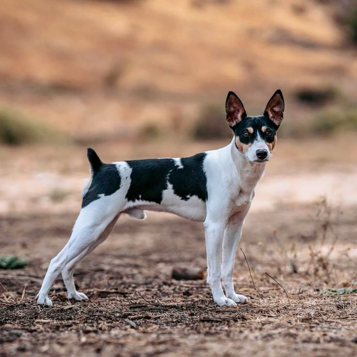 Rat Terrier Lovers