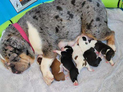 Shelldee Kennels