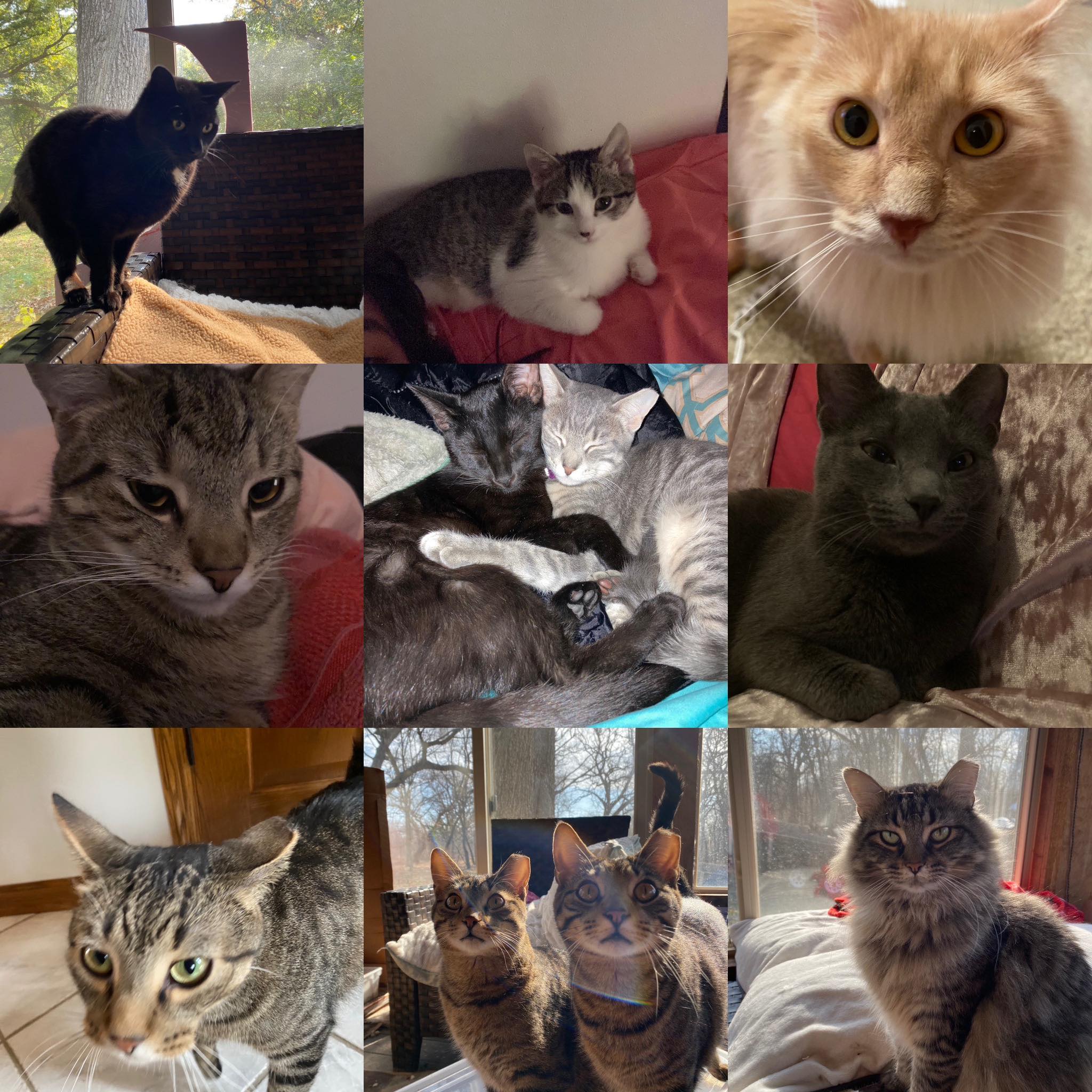 Cheshire Cat Sanctuary | Mukwonago WI