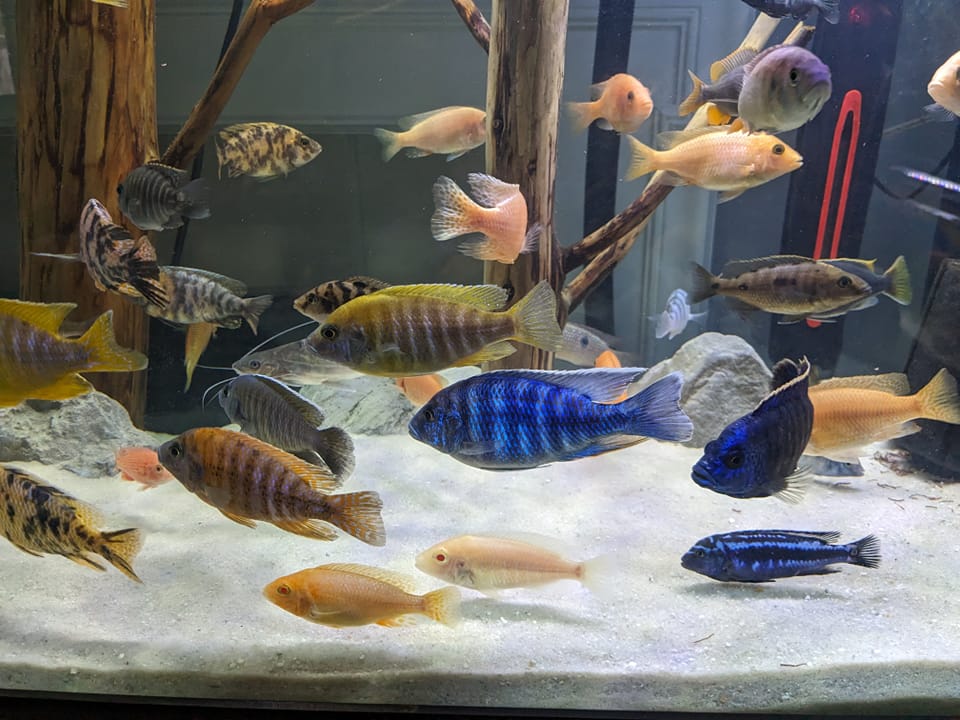 Pensacola Fish Swap | Facebook