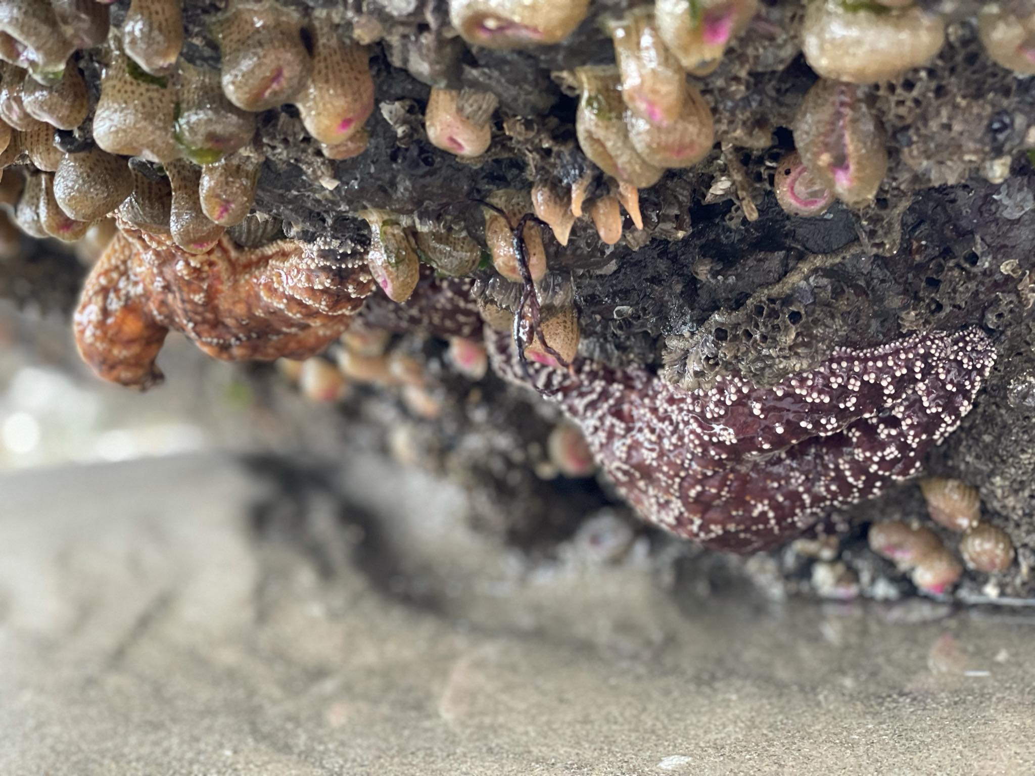 Tidepool Coaching and Educational Services