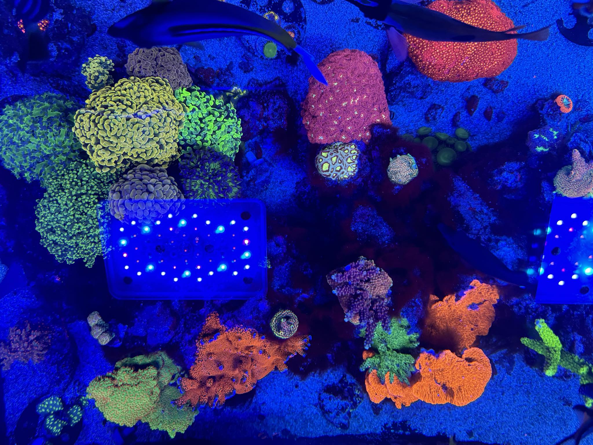 Bio Reef - Bio Reef added a new photo.