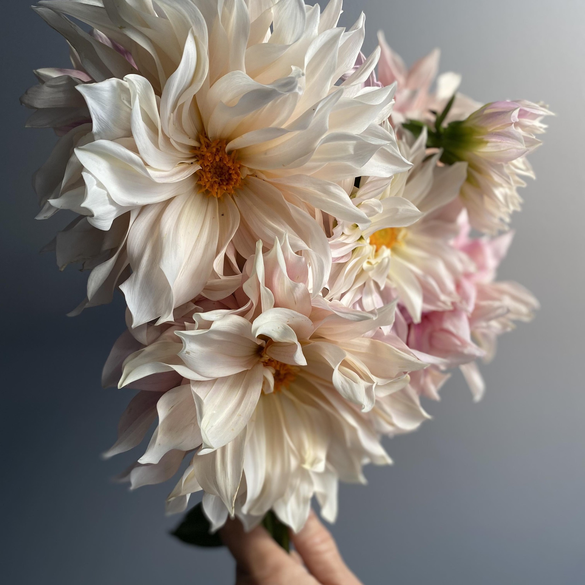 We had an absolutely gorgeous autumn afternoon working in the flower ...