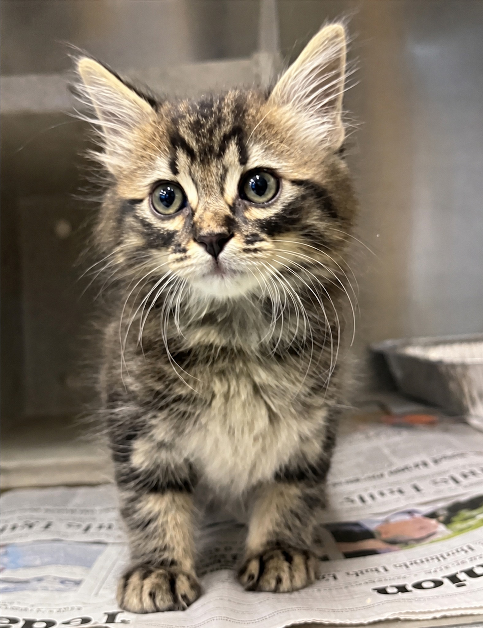🐾 Five 8-week-old kittens... - Friends of Devore Shelter Cats | Facebook