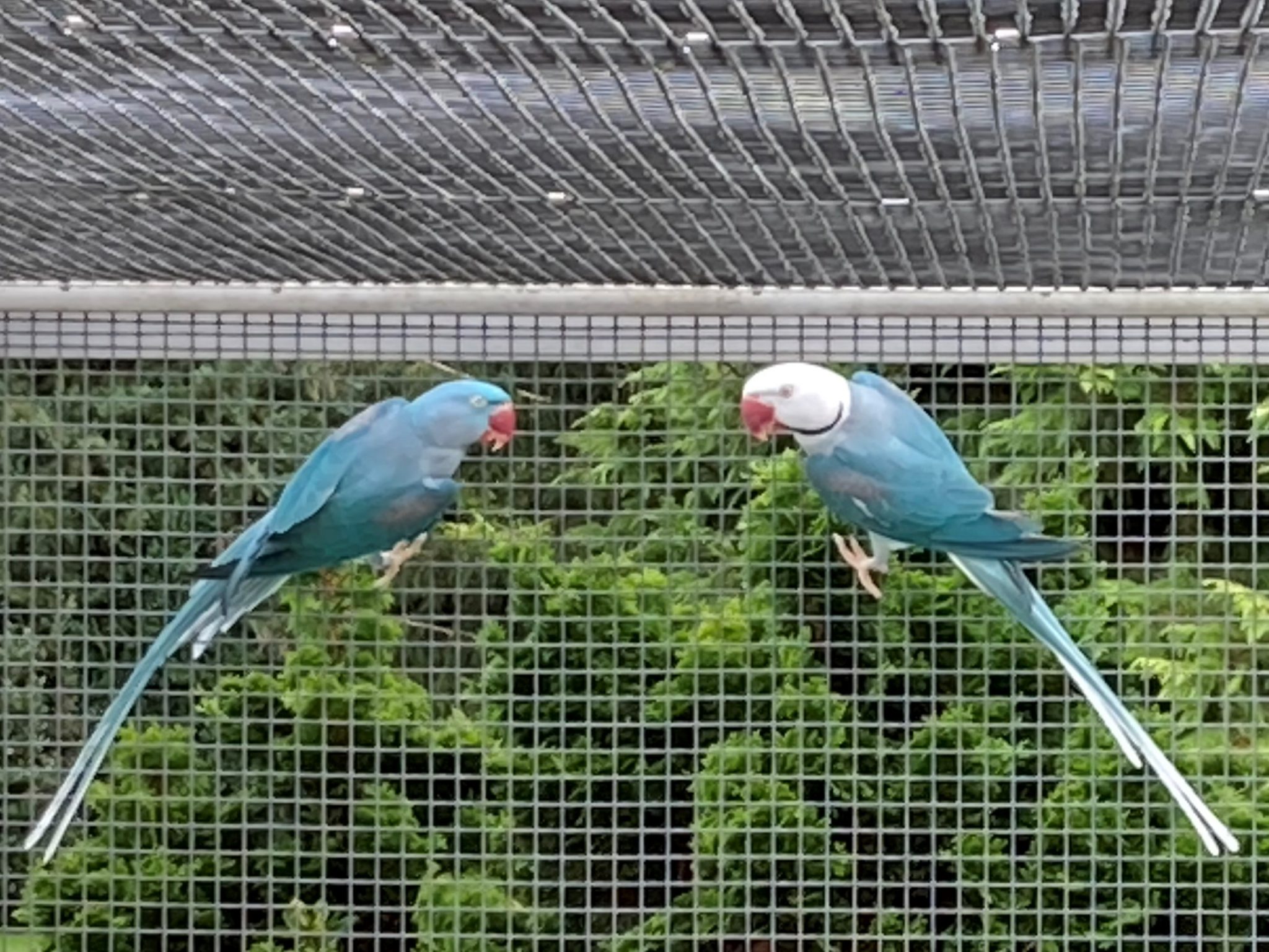 Picture of Postema Parrot Breeding Centre | Gieterveen