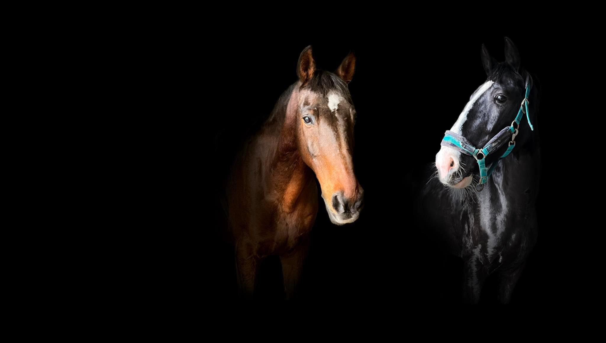 Equitopia Ranch | Bragadiru