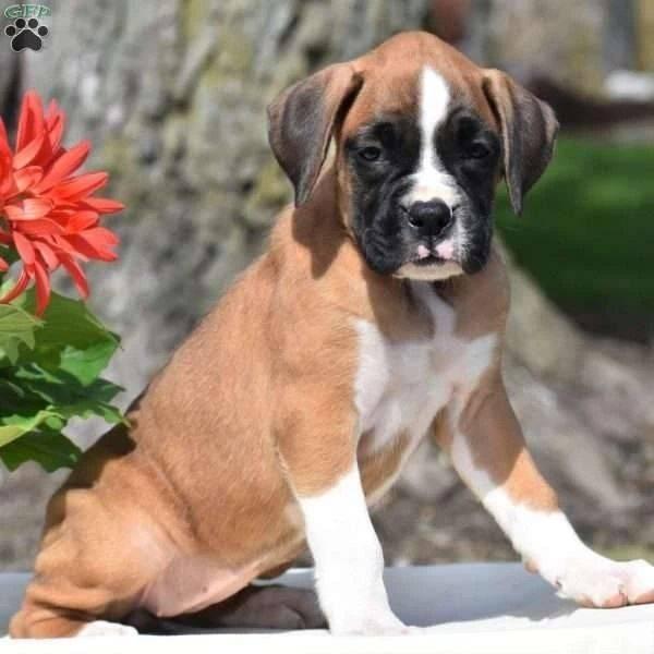 Adopt A Boxer's, Rescue & Adopt | Tonight’s bedtime story was The Boy ...