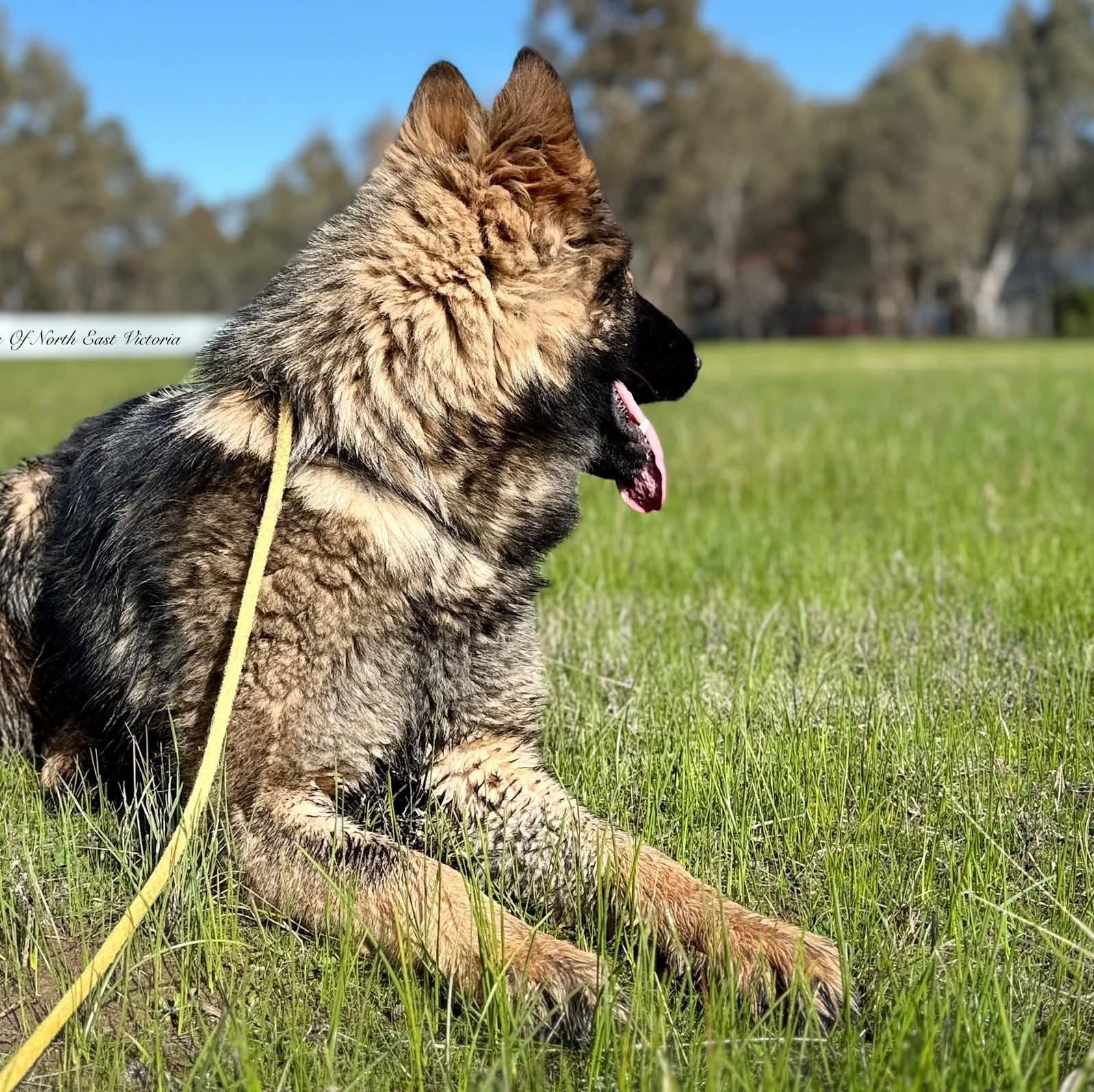 “The Fish Was Dying on Dry Land… Then He Ran” #DogRescue # ...