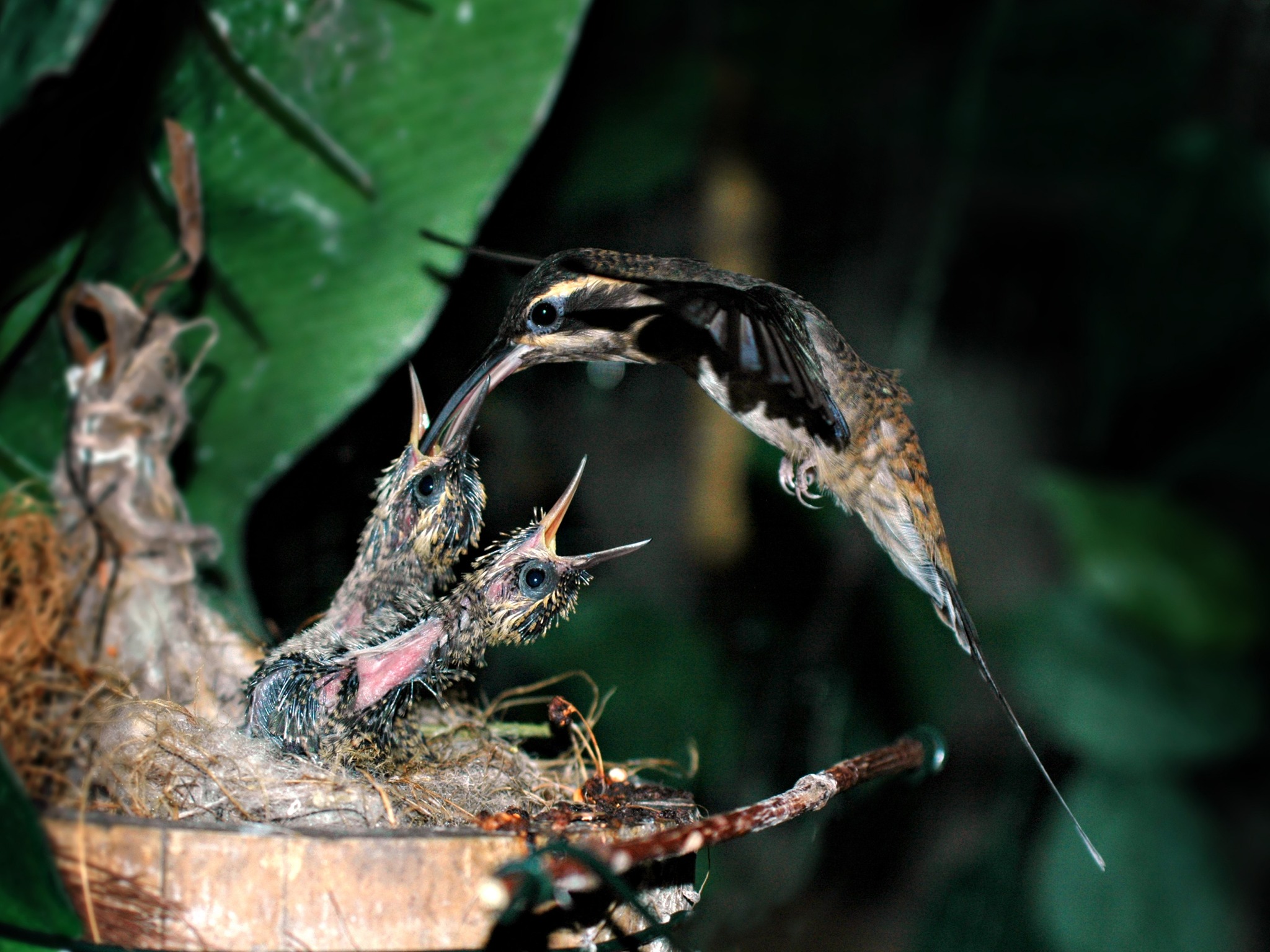 Hummingbirds - SUPPORTING A FIRST-TIME MOTHER 🌿 A vital moment: a ...