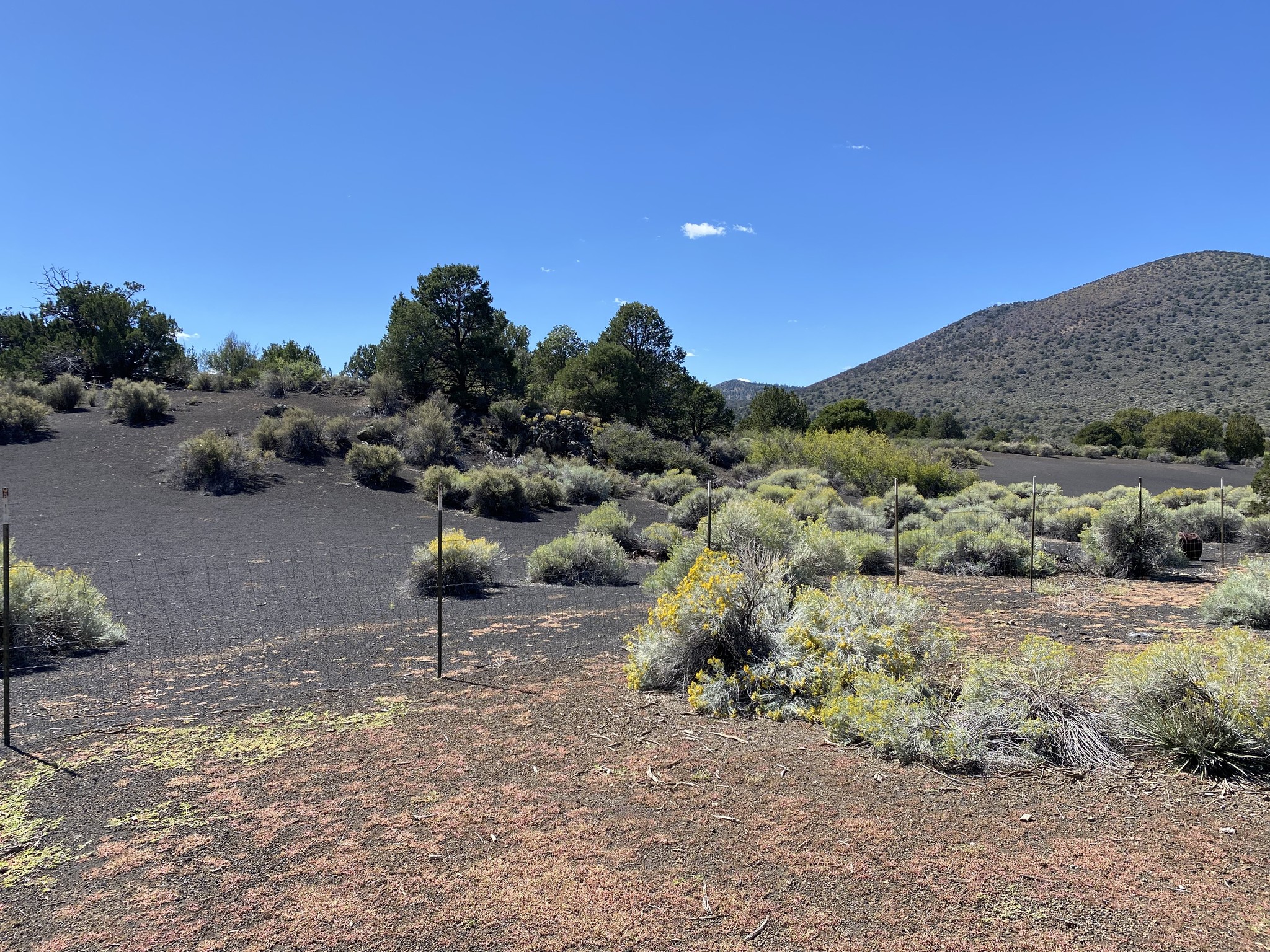 Northern Arizona Bat Rescue | Flagstaff AZ