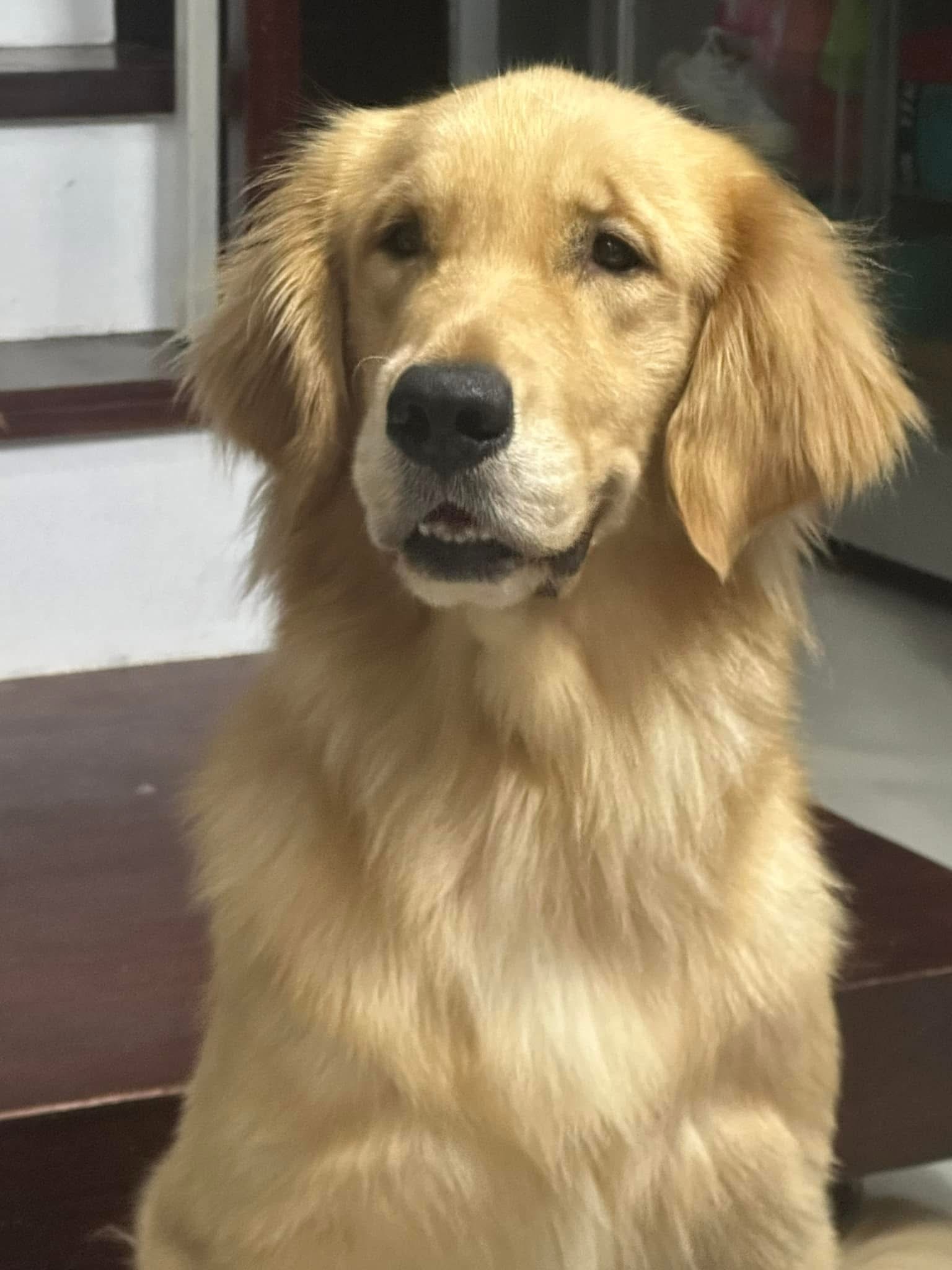 golden-krim-boy