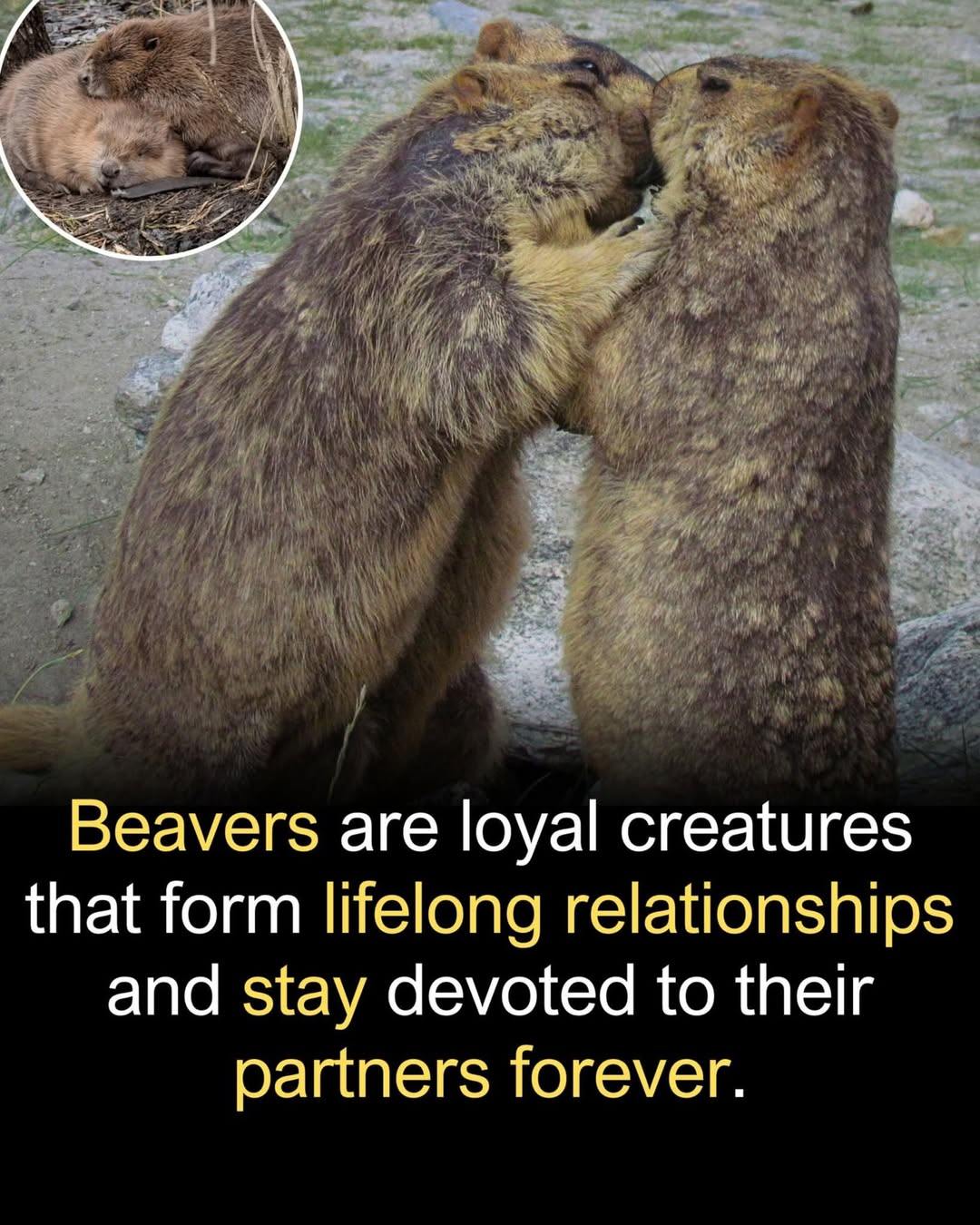 Home Tips & Tricks🧤🪴 | In the heart of rivers and wetlands, beavers ...