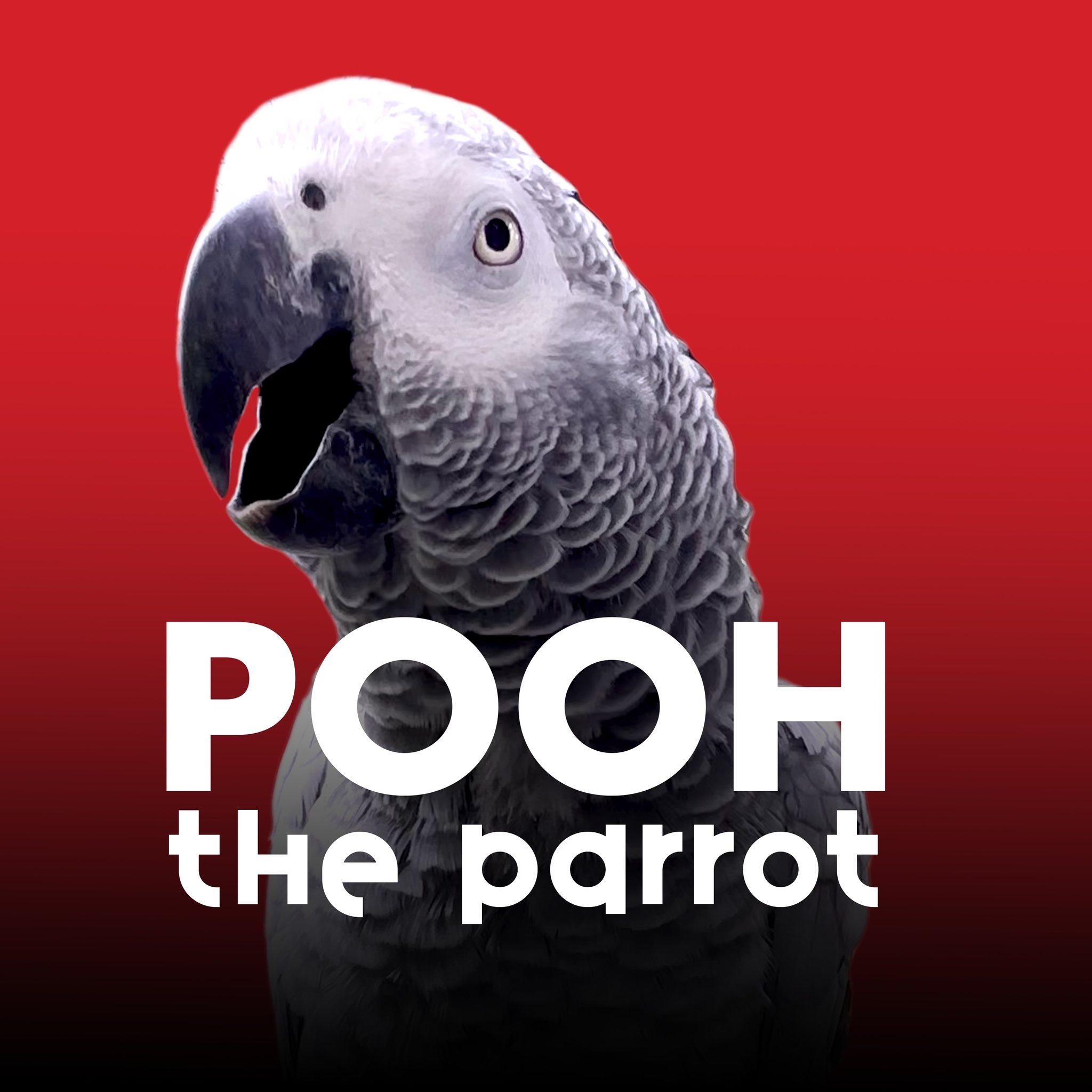 Just a lil’ parrot being a chicken 🐓 #parrot #talkingparrot # ...