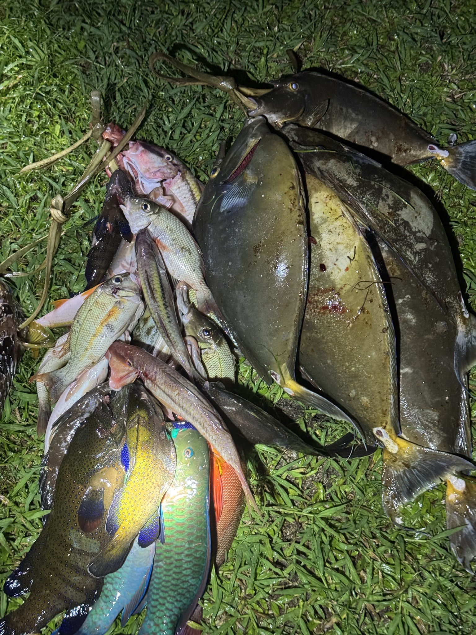 Vuna Spear Fishing | Suva